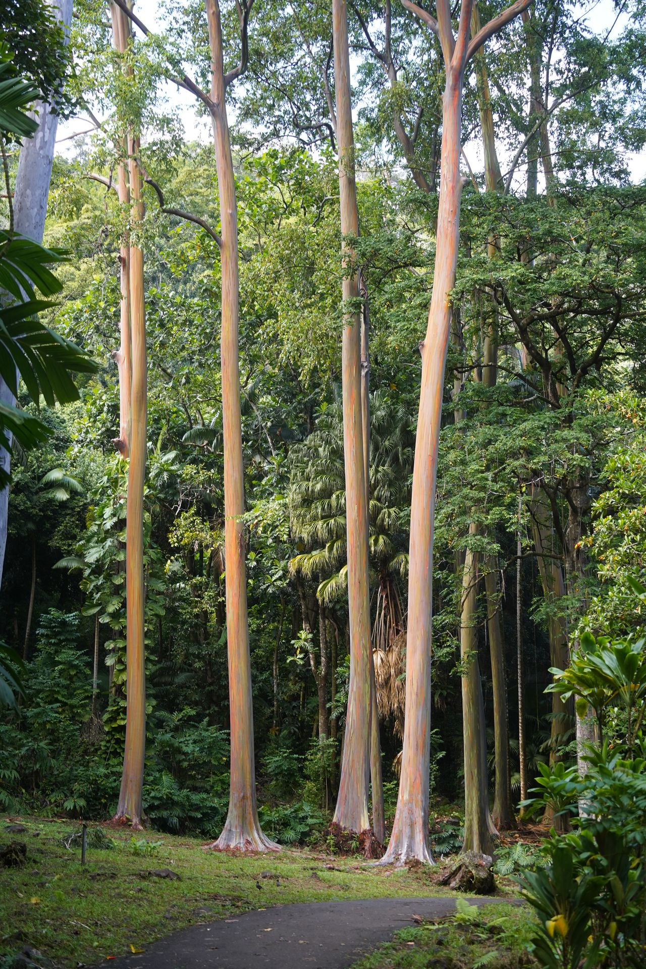 A group of tall rainbow eucalypus trees at the Ke’anae Arboretum