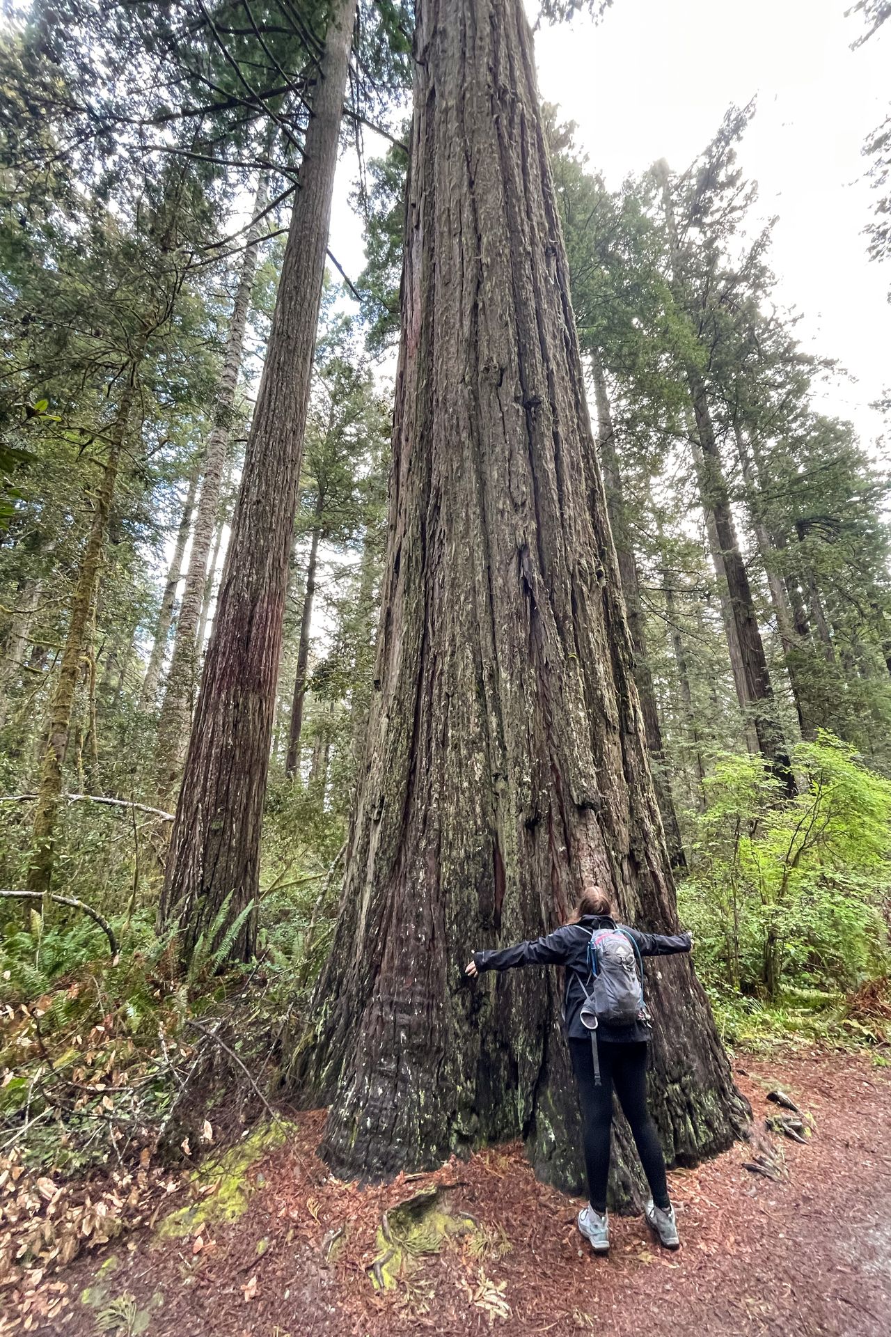 Lydia holding out her arms in front of a massive tree on the Lady Bird Johnson Loop