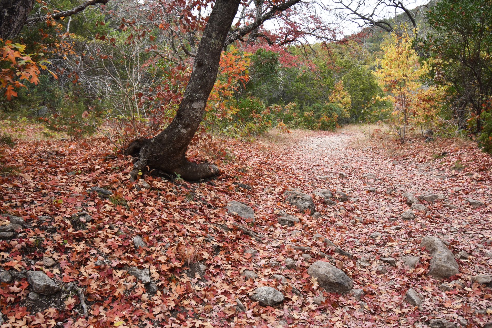 A trail covered in fallen leaves in Lost Maples State Natural Area