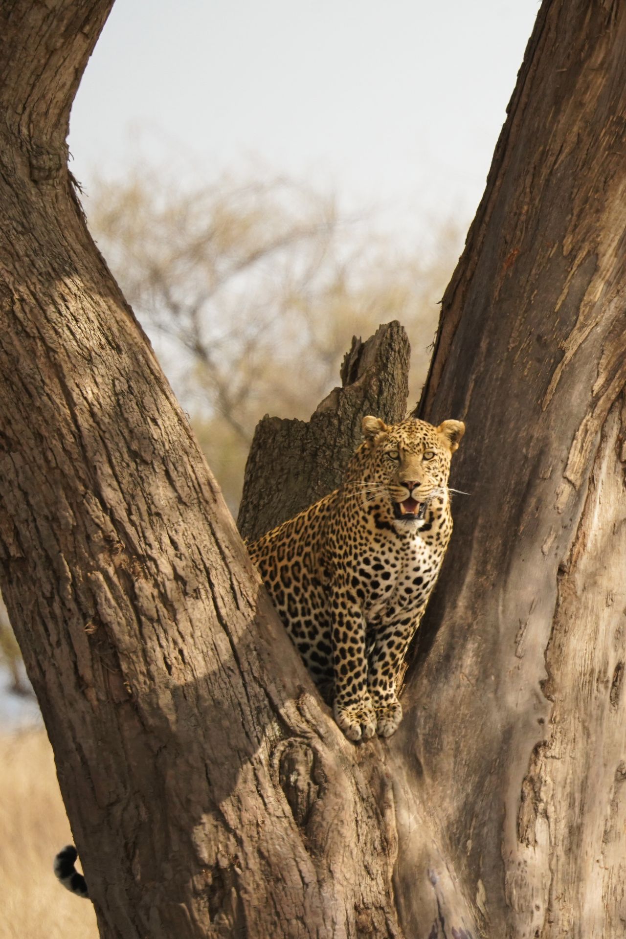 A leopard hanging out in a tree
