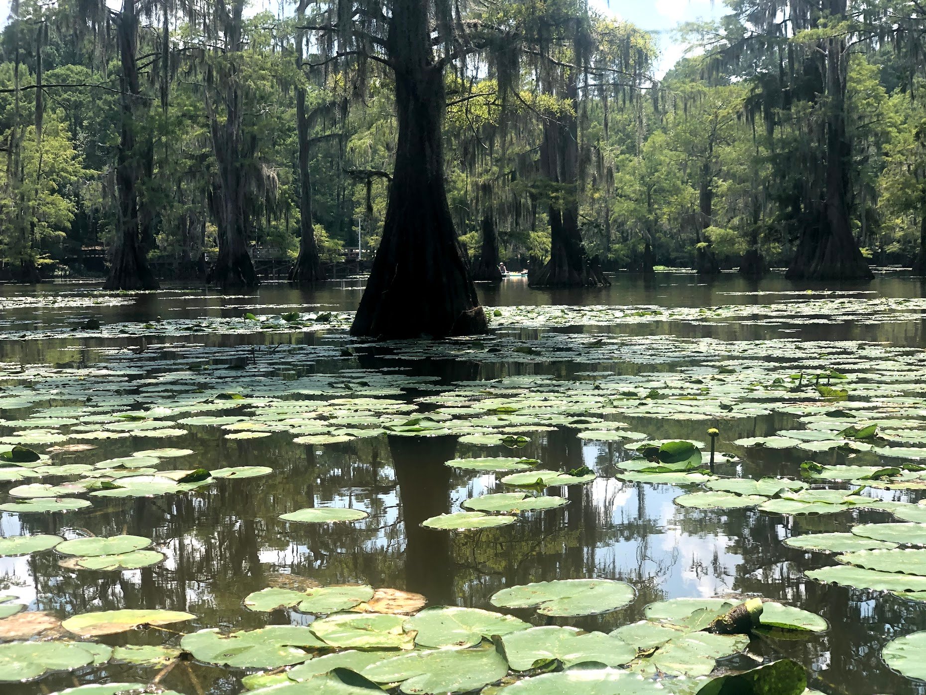 A close up view of Mill Pond, which is dense with green lily pads. There are some large trees throughout the water.