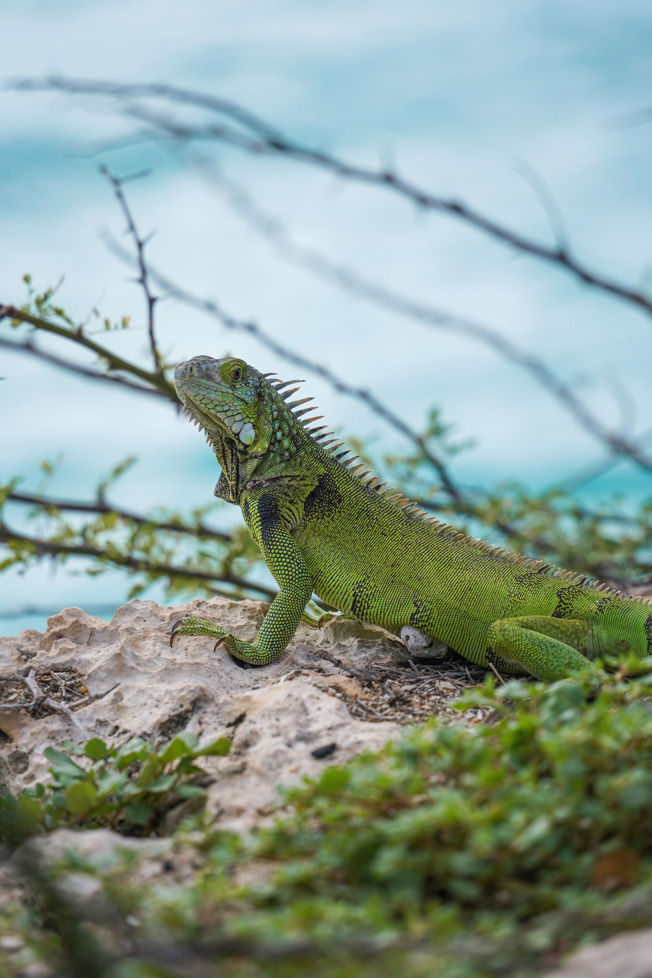 A close up view at a large, green iguana