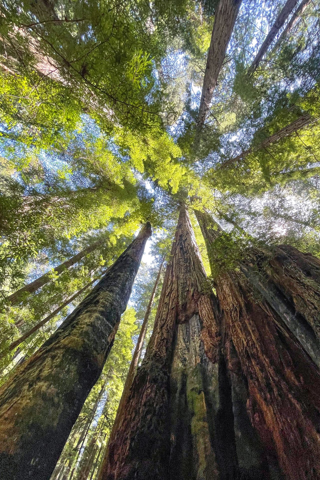 Looking up at Redwood trees