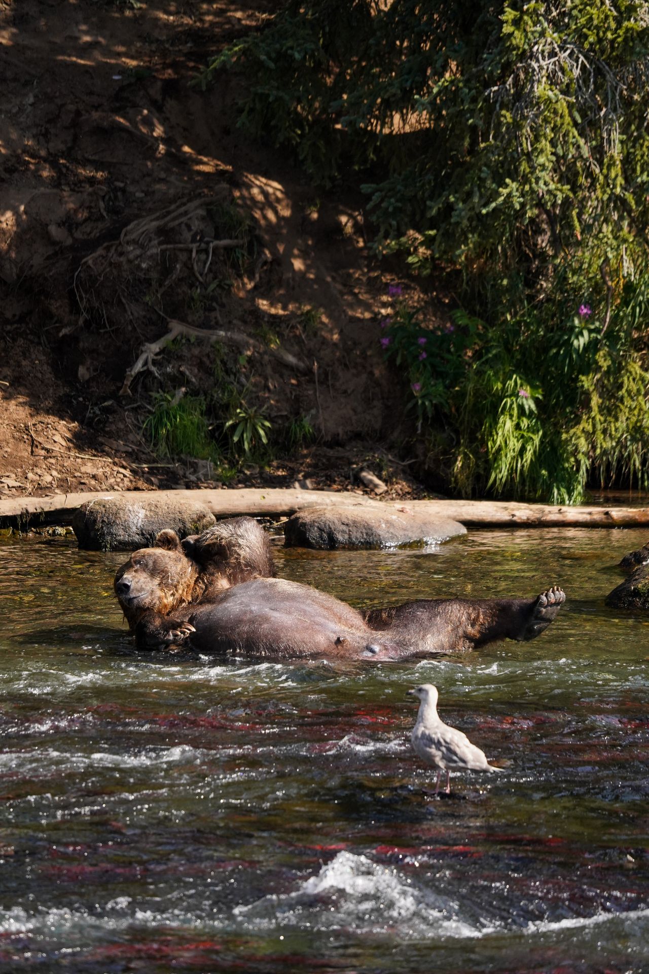 A bear lounging with its belly in the air at Brooks Falls