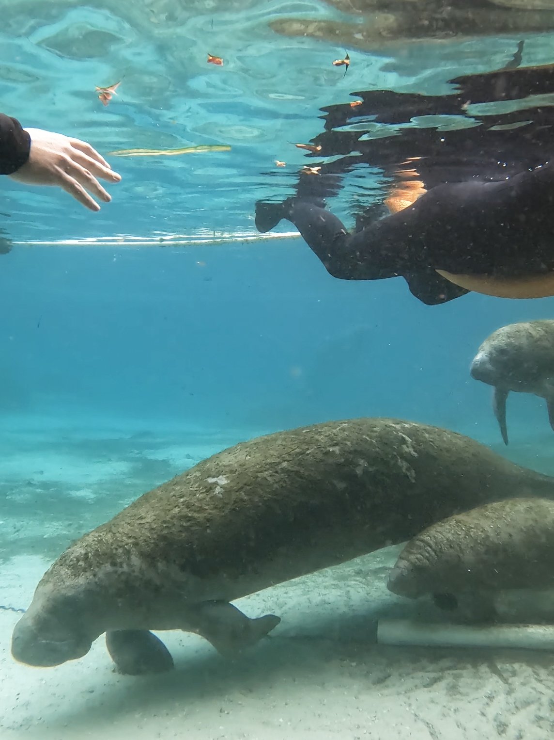 A mother manatee with two babies swimming by with some snorkelers nearby.