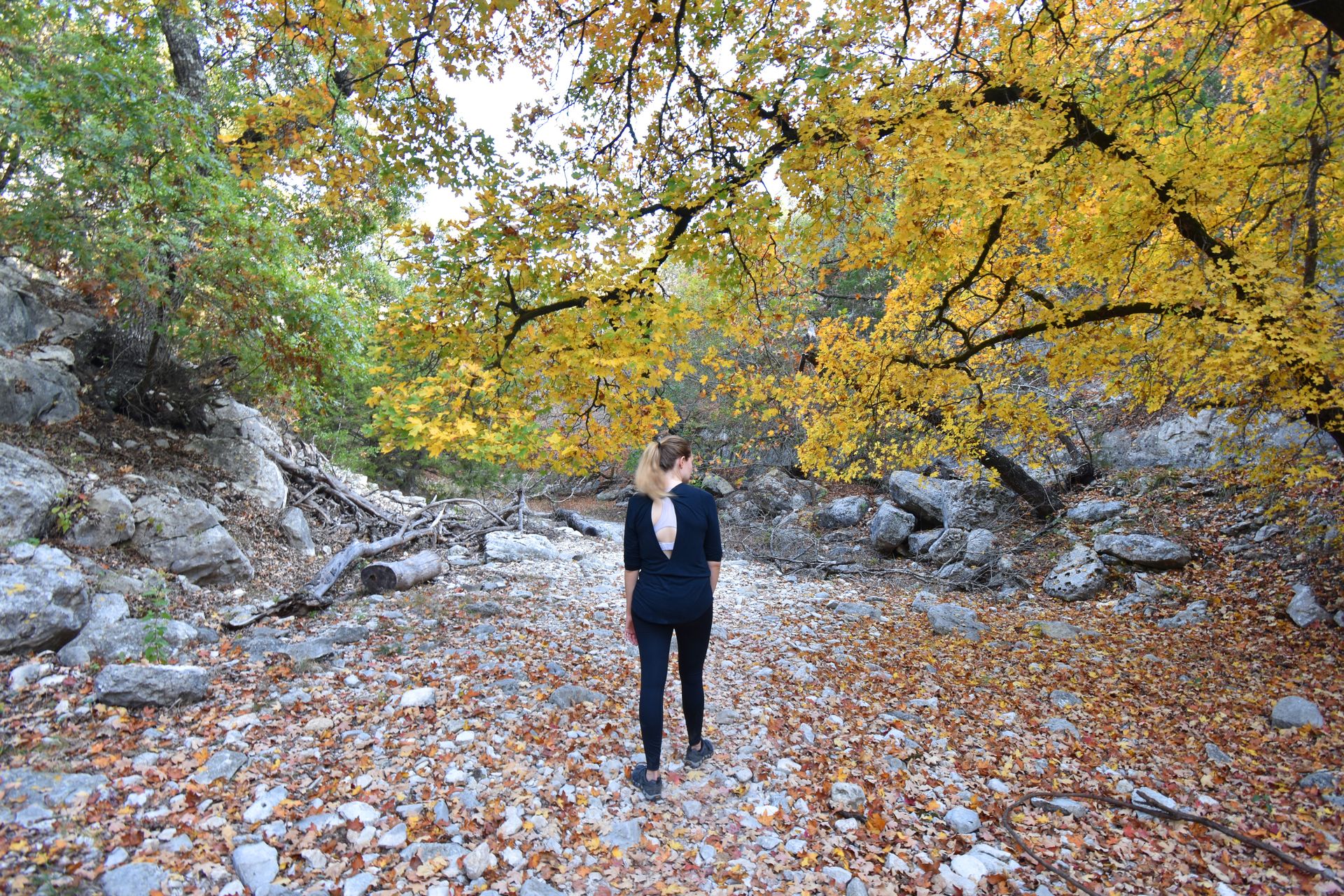 Lydia walking under a tree with yellow leaves at Lost Maples State Park.