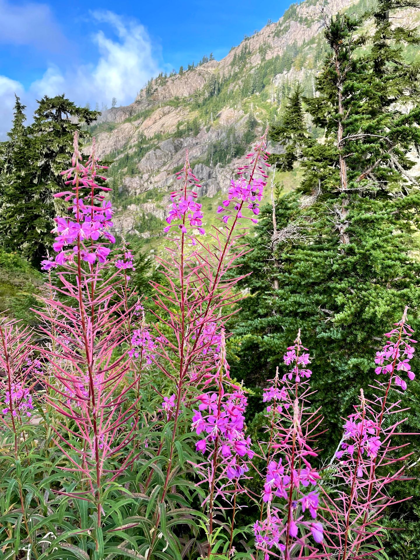 A close up view of purple flowers with a green mountain in the background.