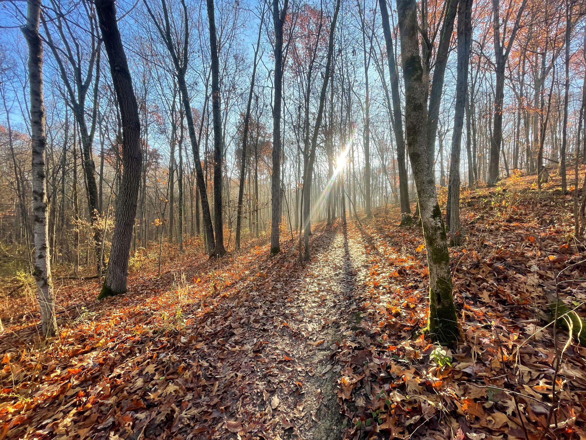 A path surrounded by fallen leaves. Sun peaks through the trees in the distance