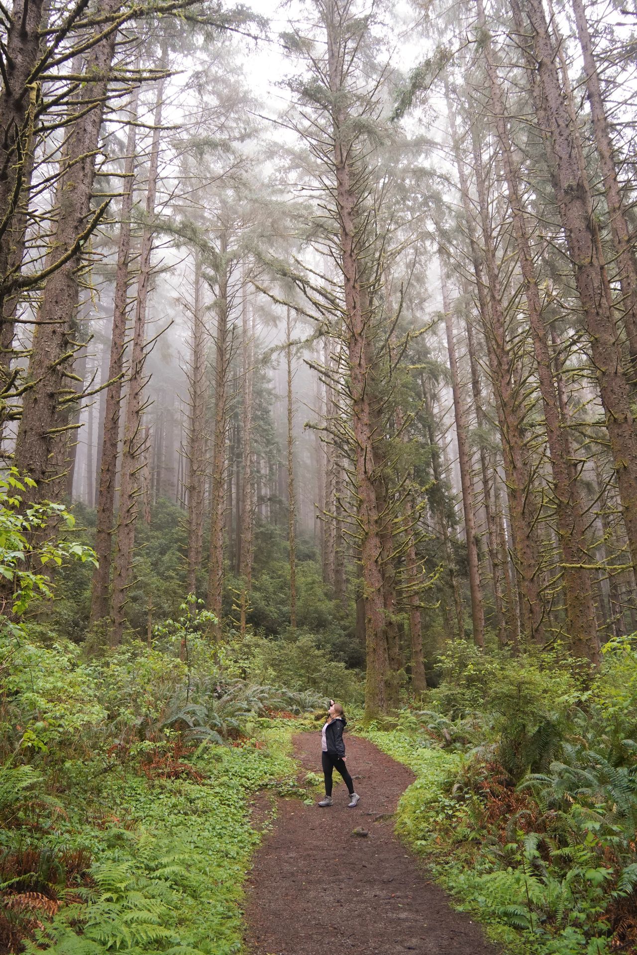 Lydia looking up a tall trees and misty fog on the Fern Canyon Loop Trail