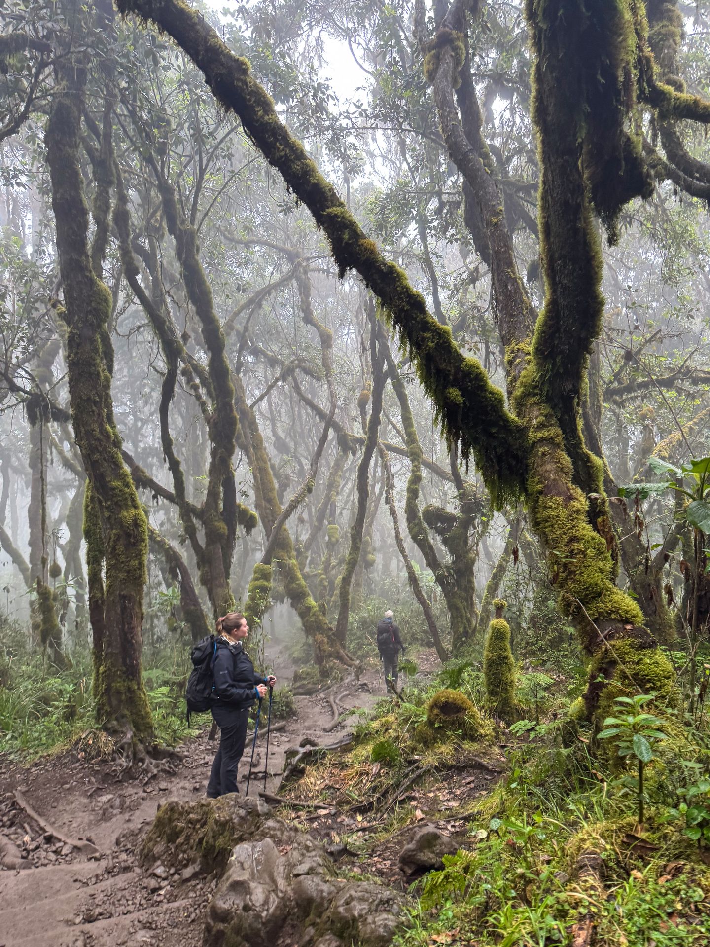 Lydia hiking through an area of moss-covered trees and fog
