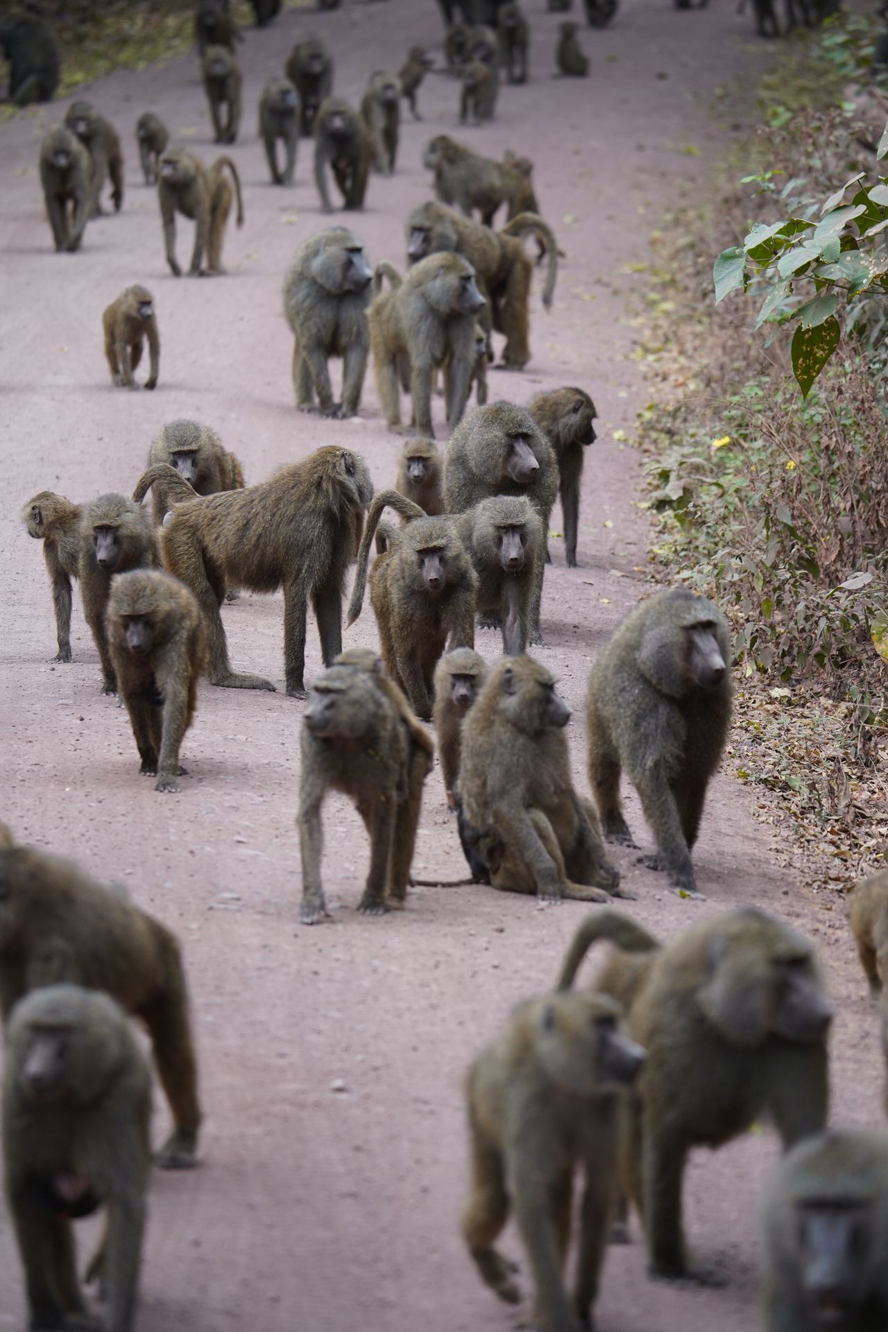 Baboons walking on the road at Lake Manyara National Park