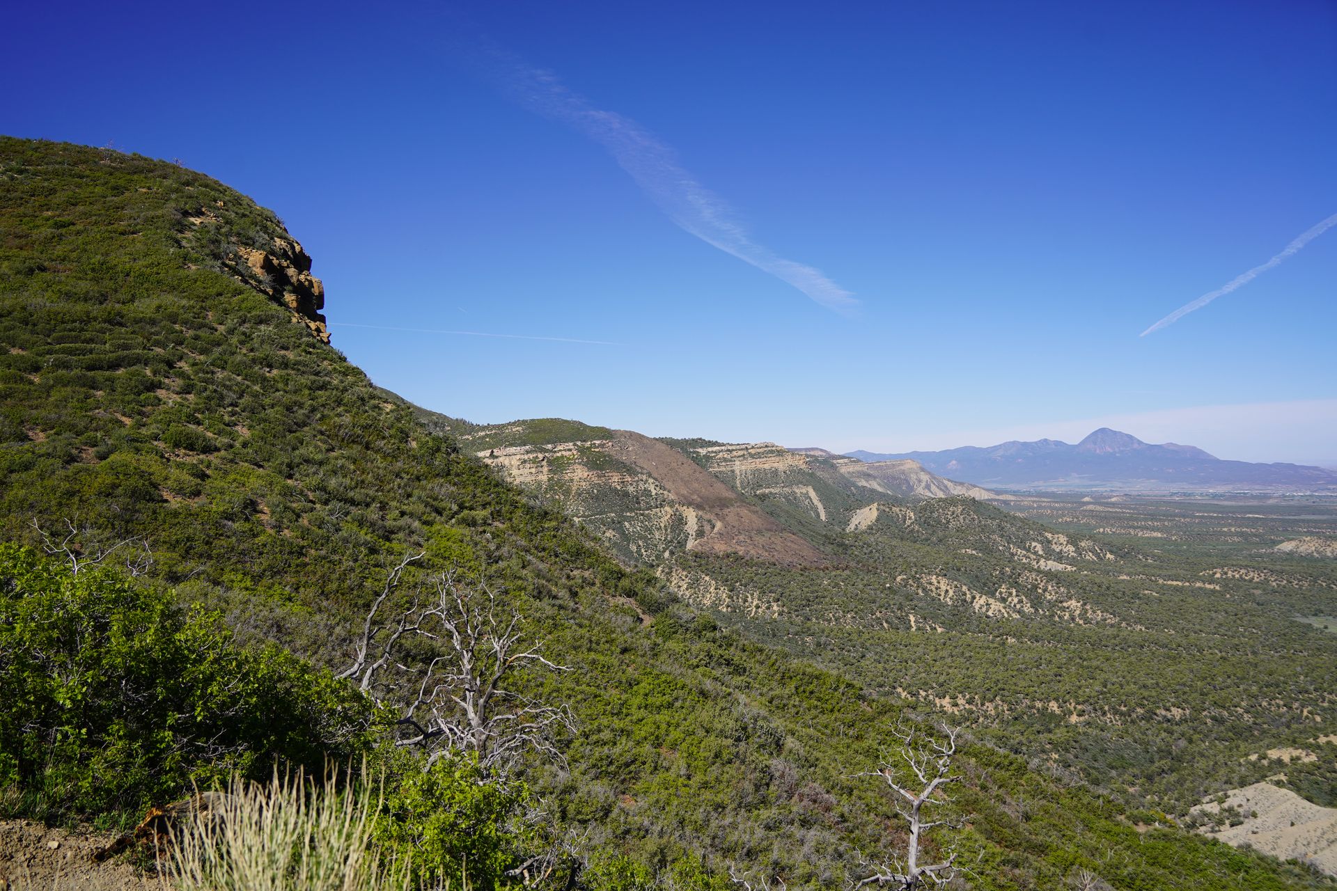 Looking over a valley filled with green trees