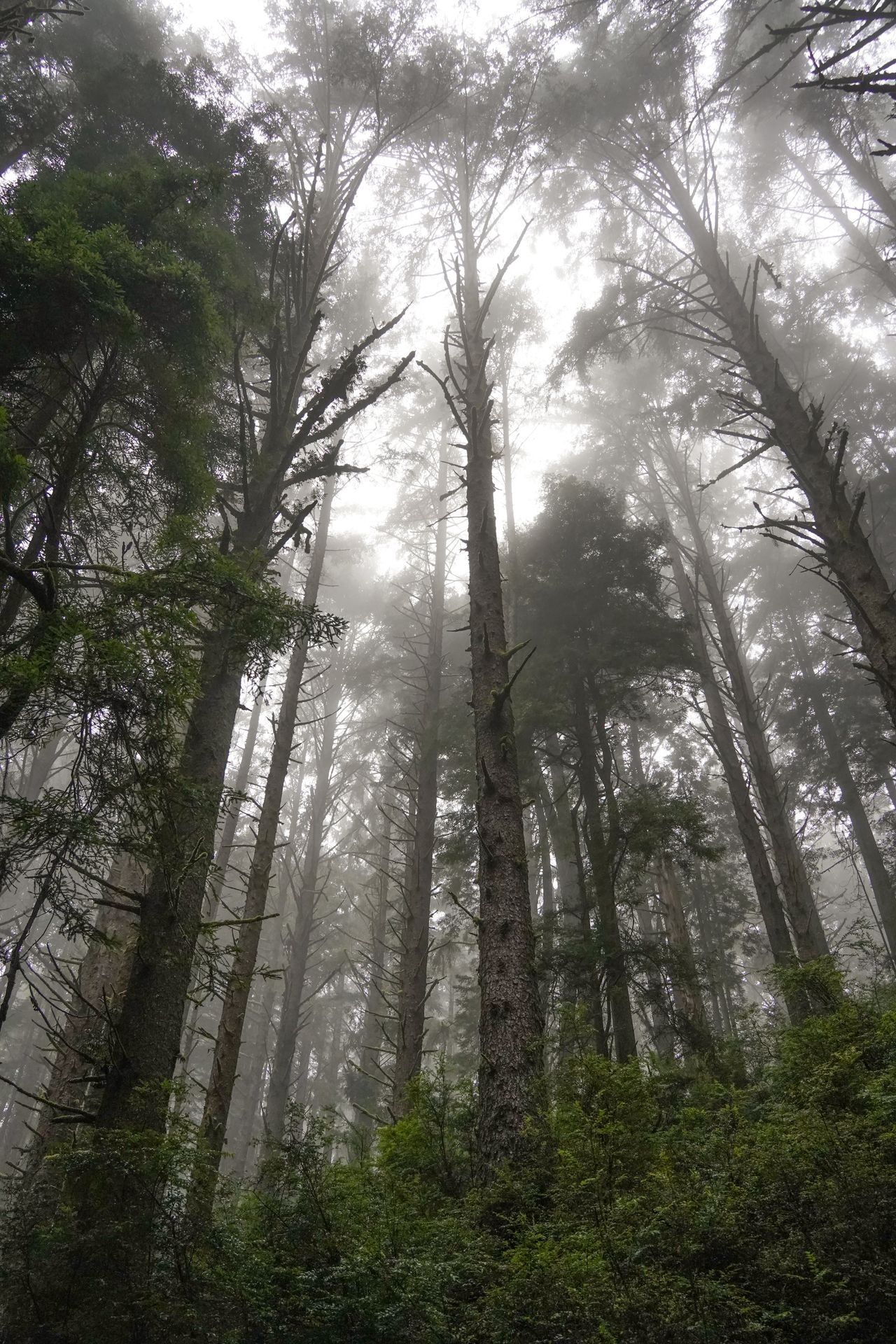 Fog among the redwood trees