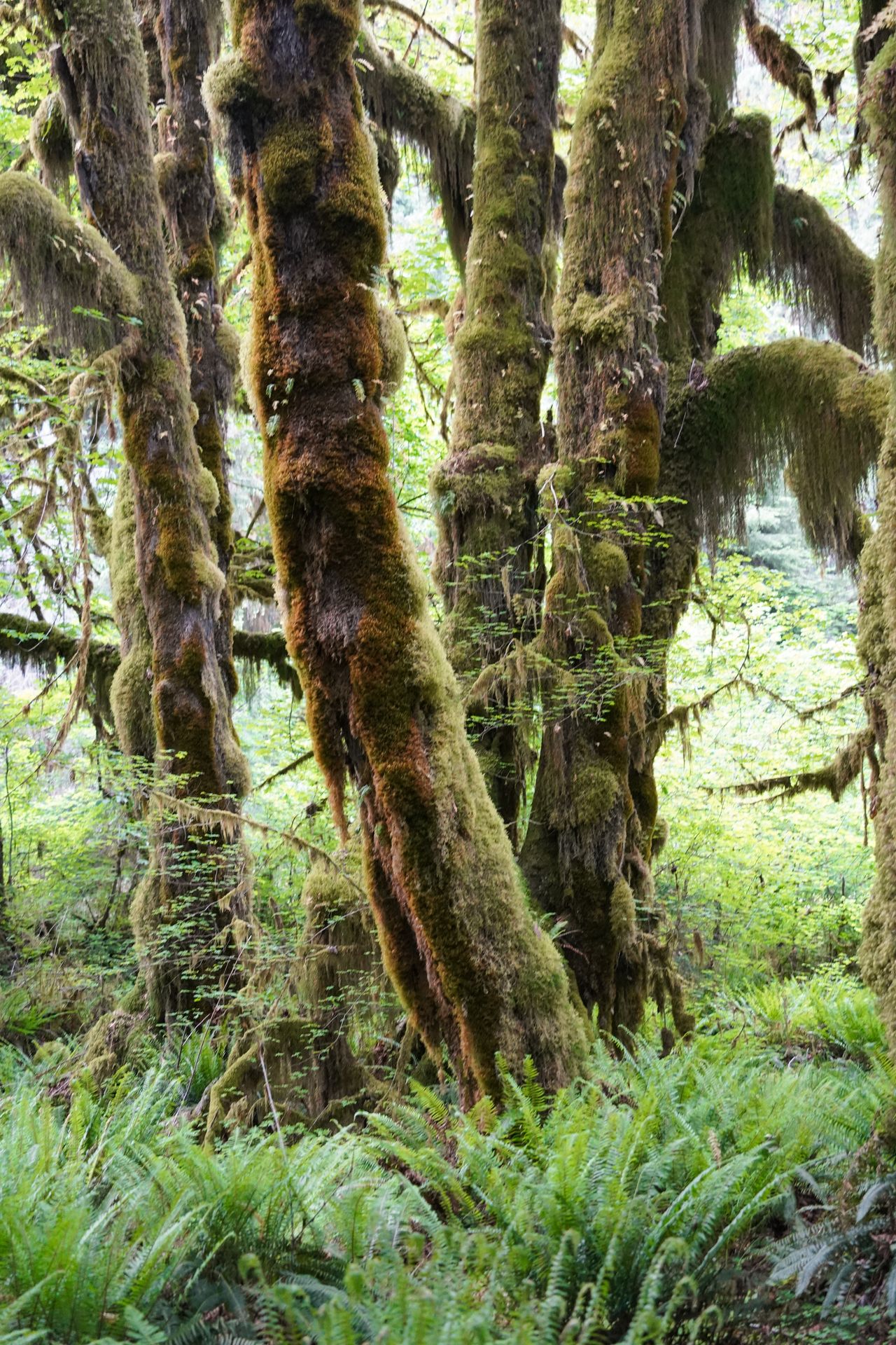 Trees covered in thick, green moss in the Hoh Rain Forest