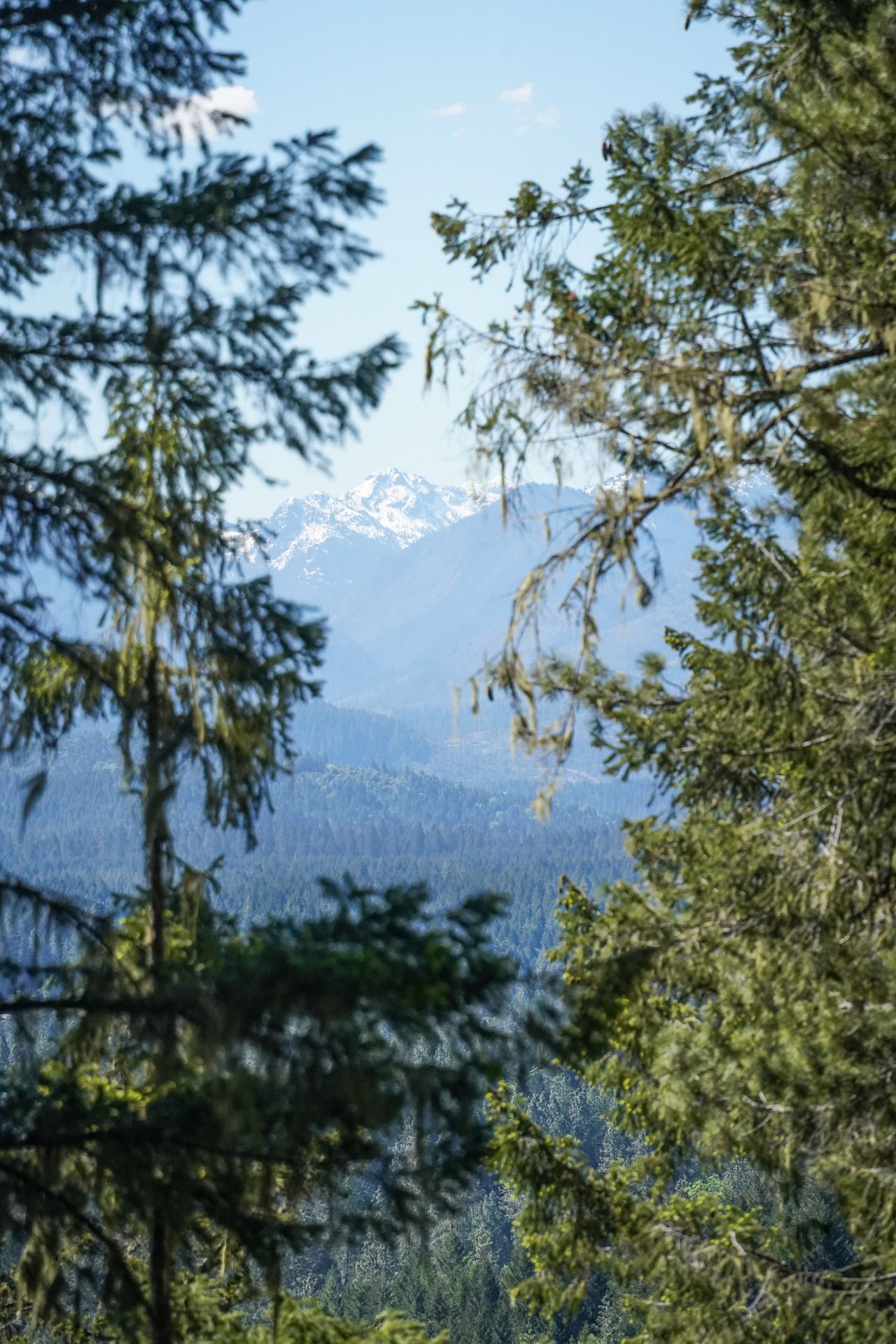 Mountains seen in the distance between tree branches