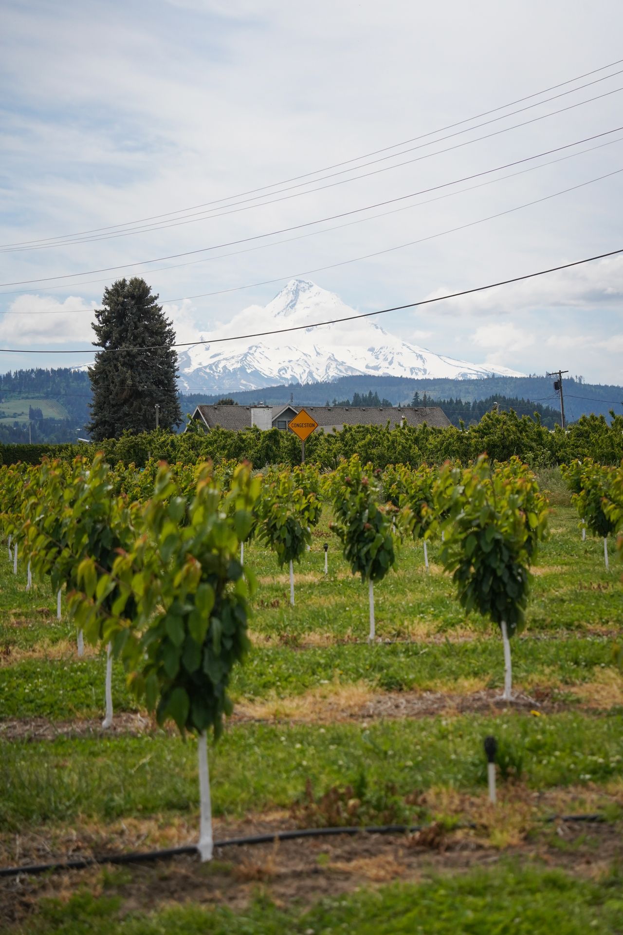 Rows of vines at Gorge White House with Mount Hood in the distance