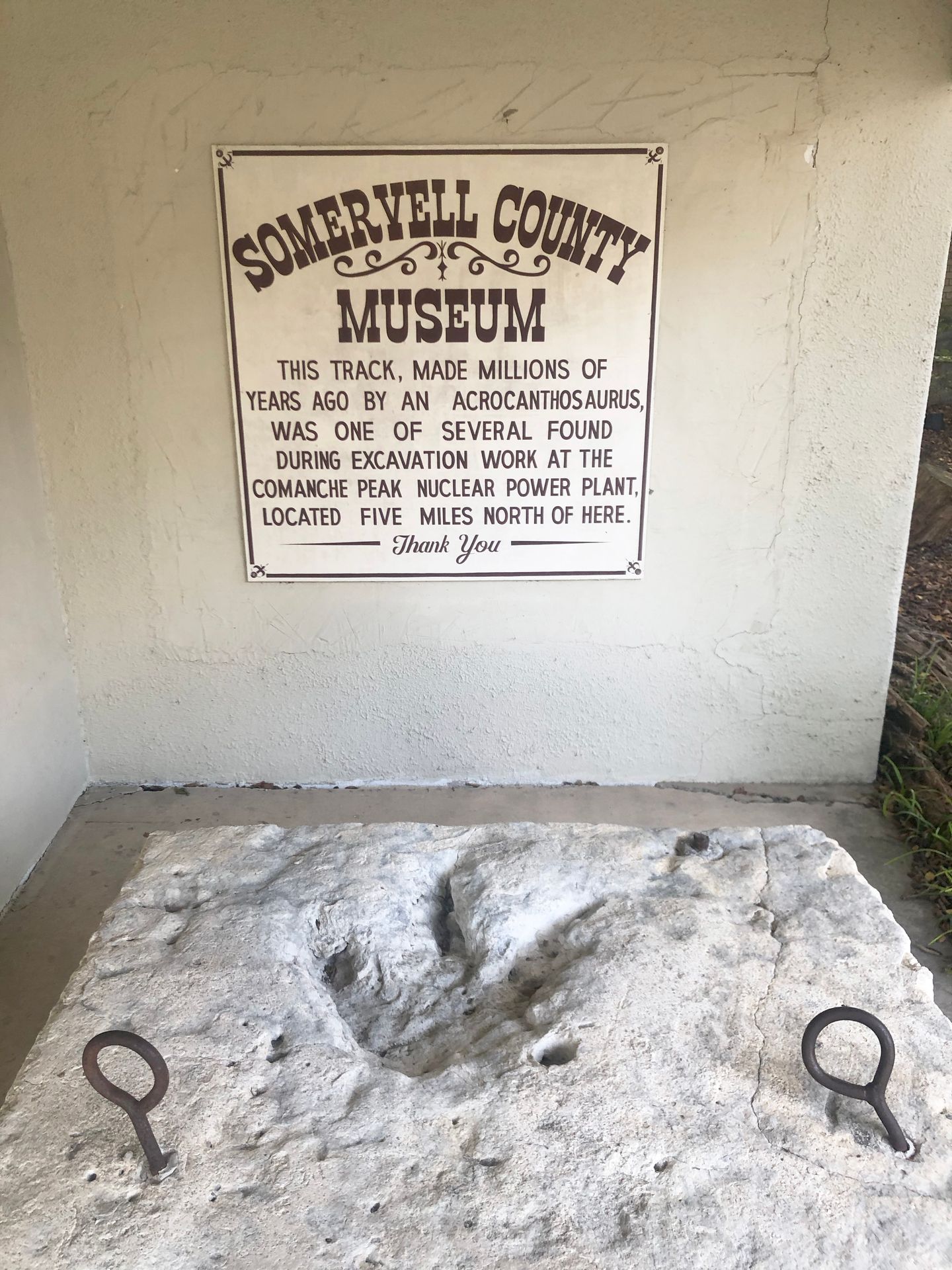 A white plaster feature with a dinosaur track in it at the Somervell County Museum.