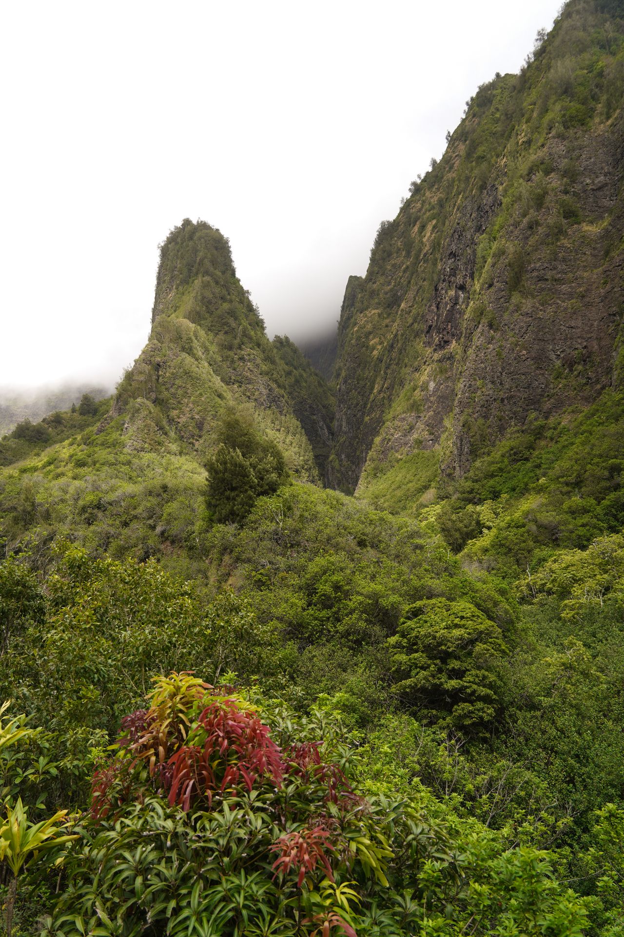 Looking up at the Iao Needle, which is covered in trees and greenery. There is a mountain next to it and red flowers in the foreground