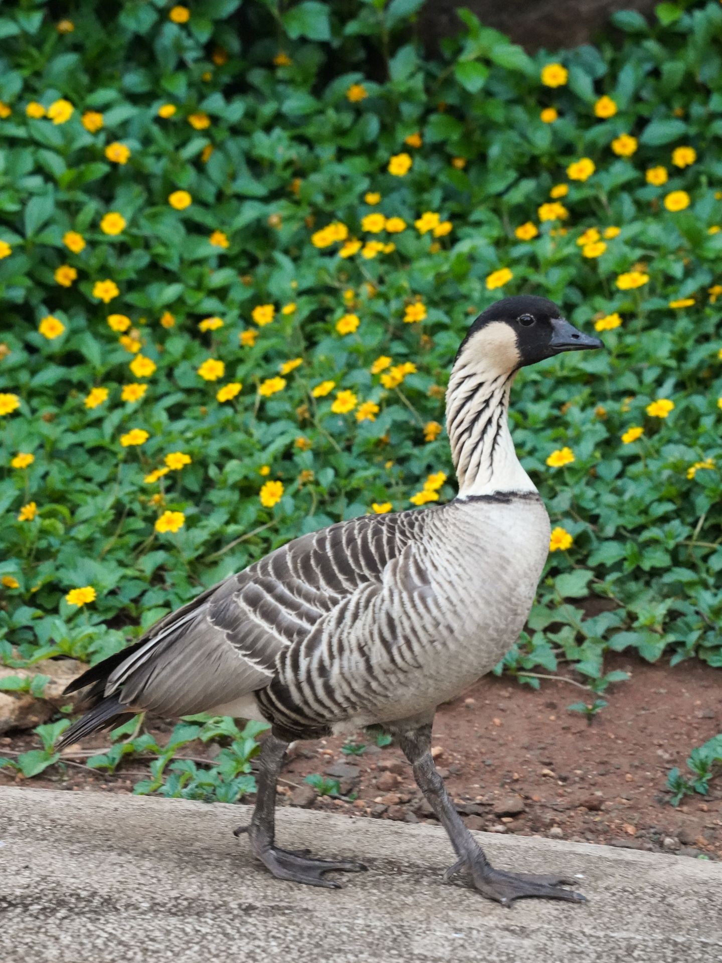 A close up look at a black and white nene bird in front of yellow flowers
