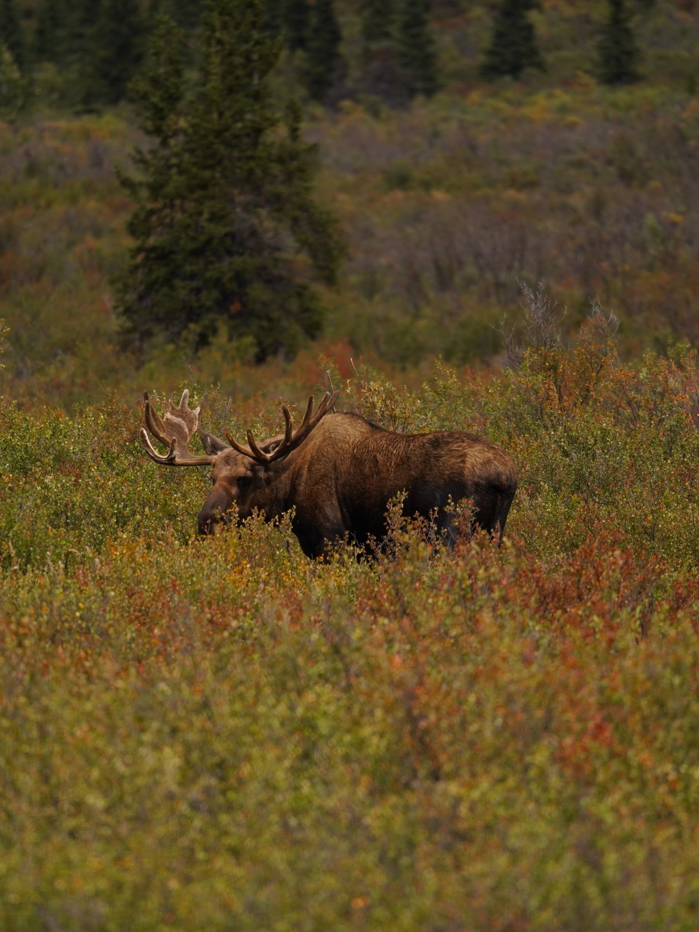A bull moose within tall brush in Denali National Park