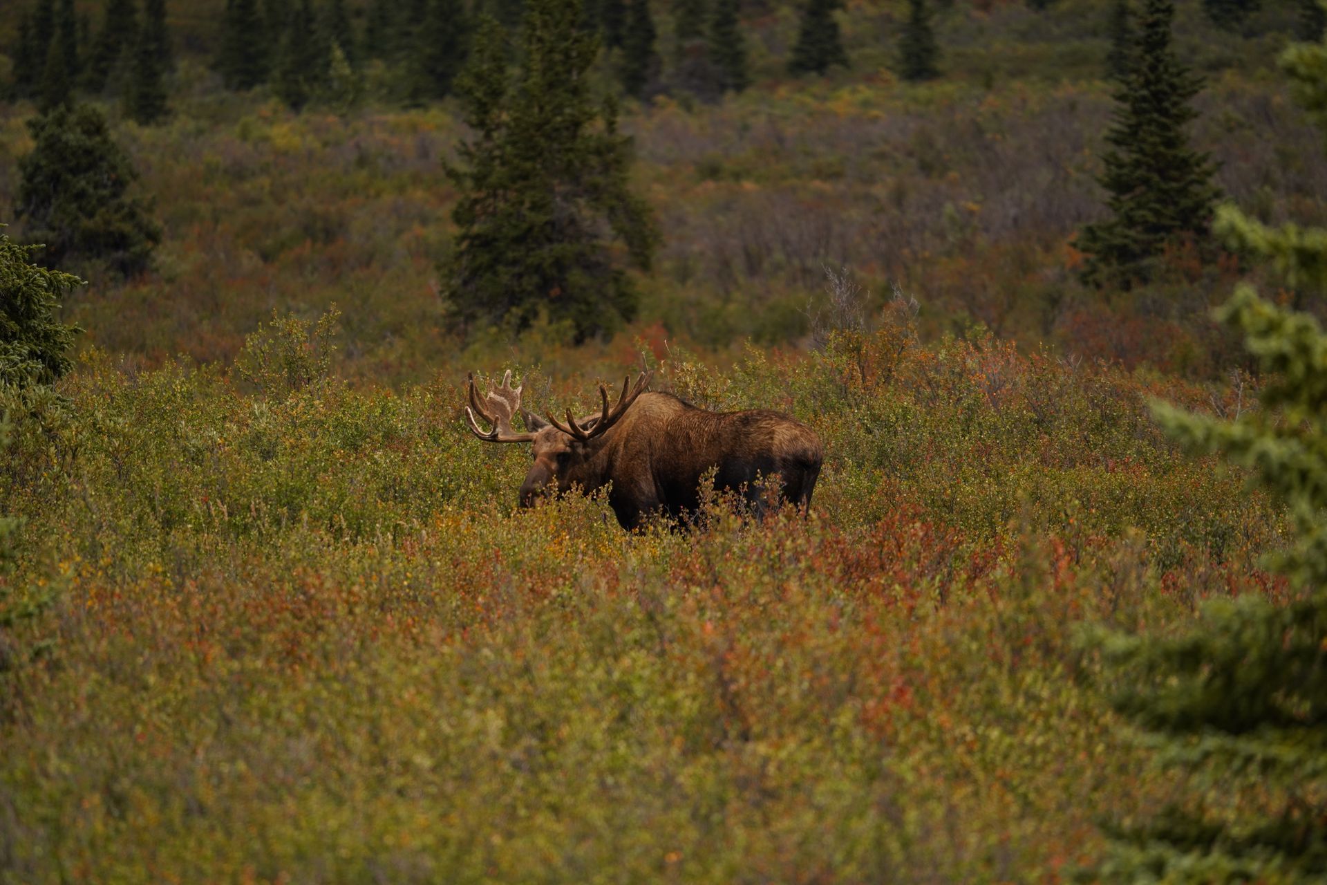 A bull moose within tall brush in Denali National Park
