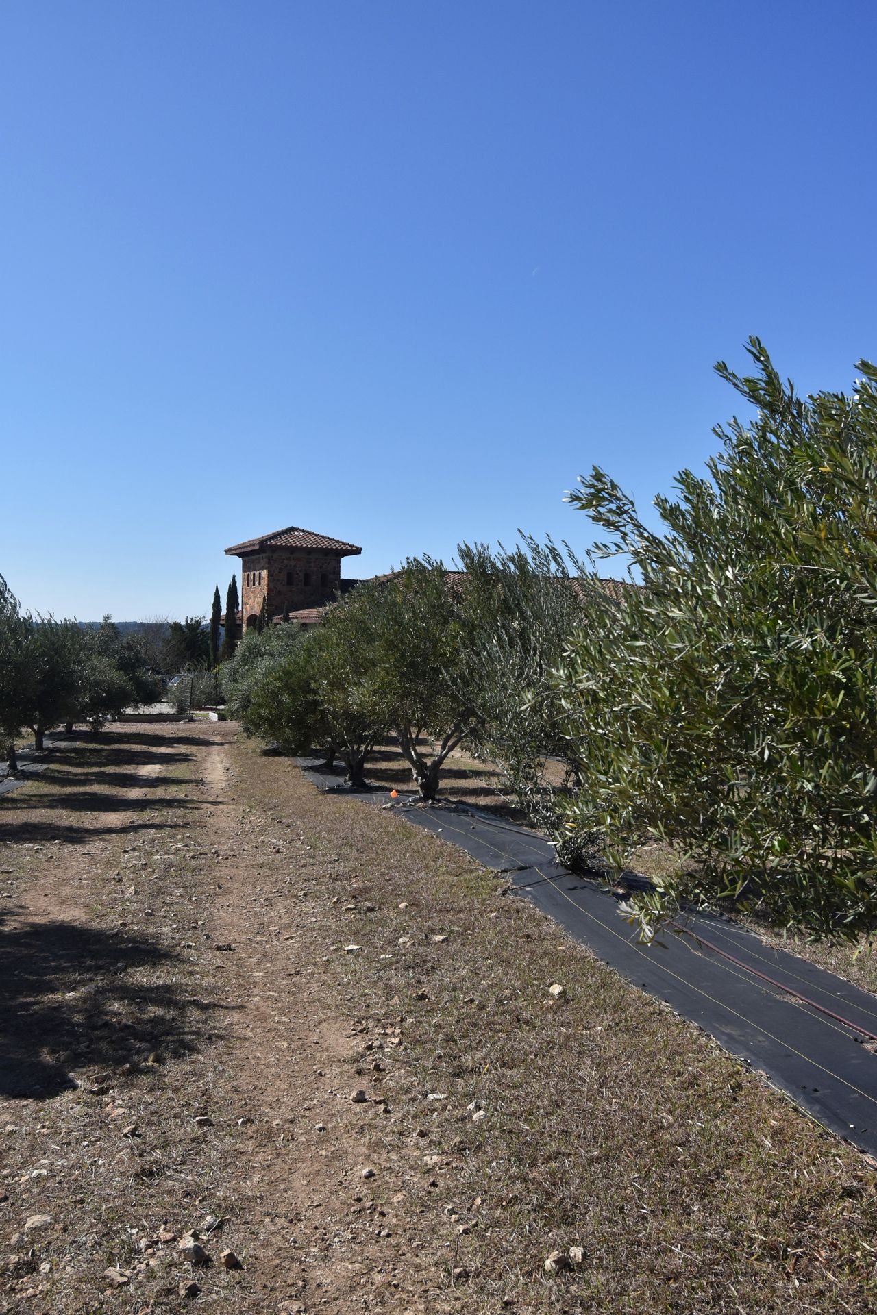 A row of olive vines in the Texas Hill Country Olive Co.