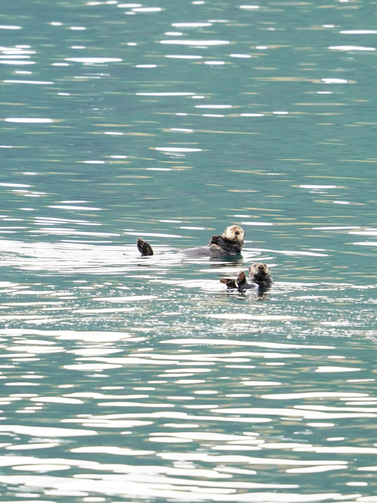 Two otters floating on their backs in Kenai Fjords National Park