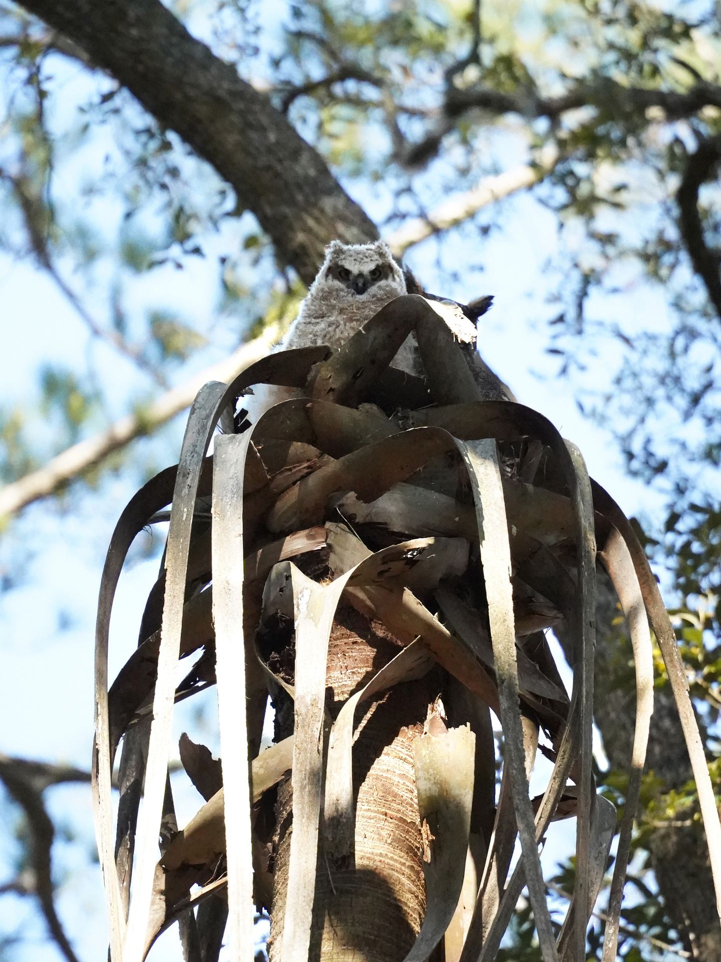 A white owl on top of a nest in a tree at Skidaway Island State Park