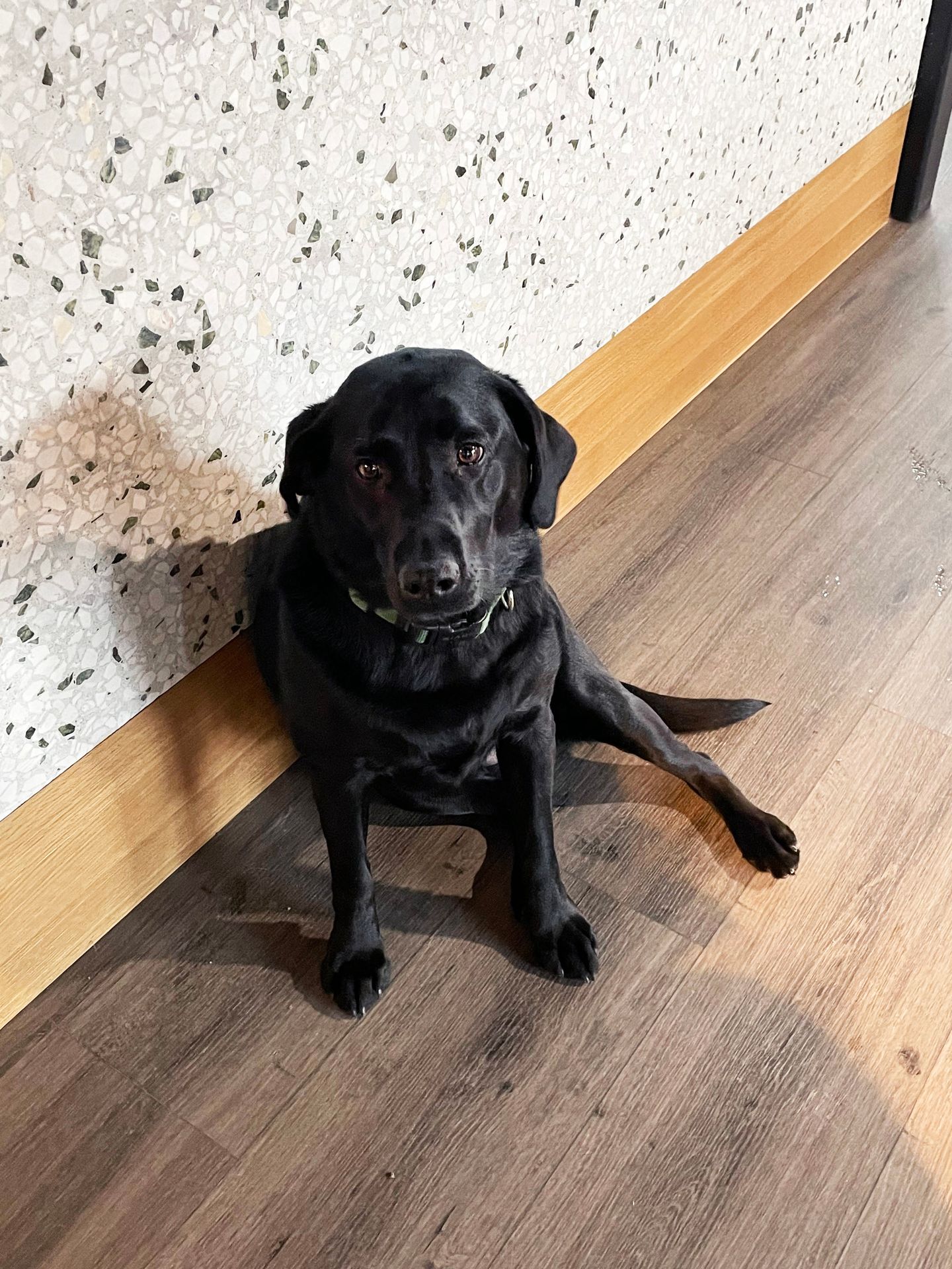 Paddie the dog in the lobby of The Pad. Paddie is a black lab.