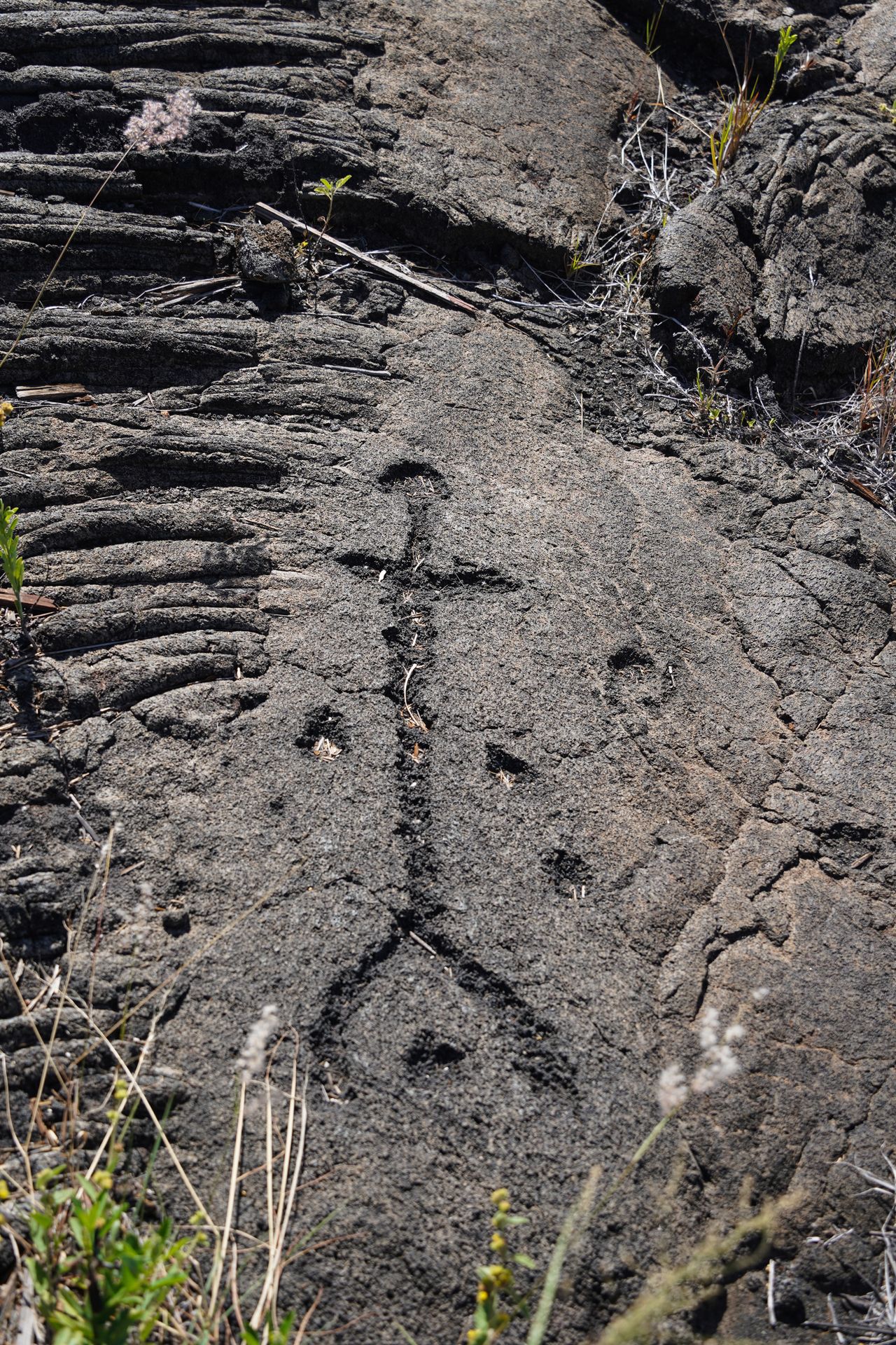 A petroglyph that appears to be a human figure seen on the Pu'uloa Petroglyph Trail