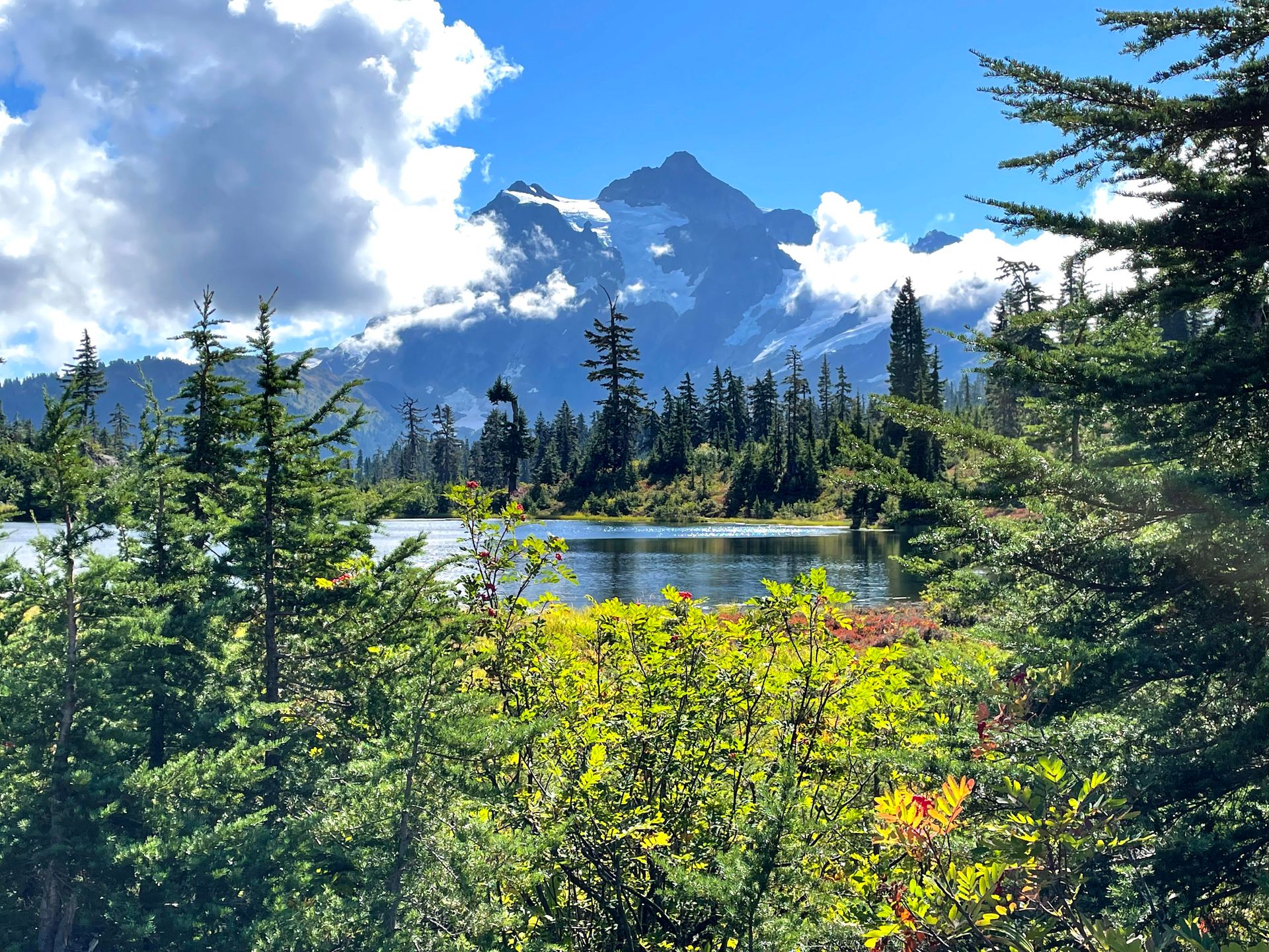 Looking over colorful flowers at Picture Lake with a mountain in the distance.