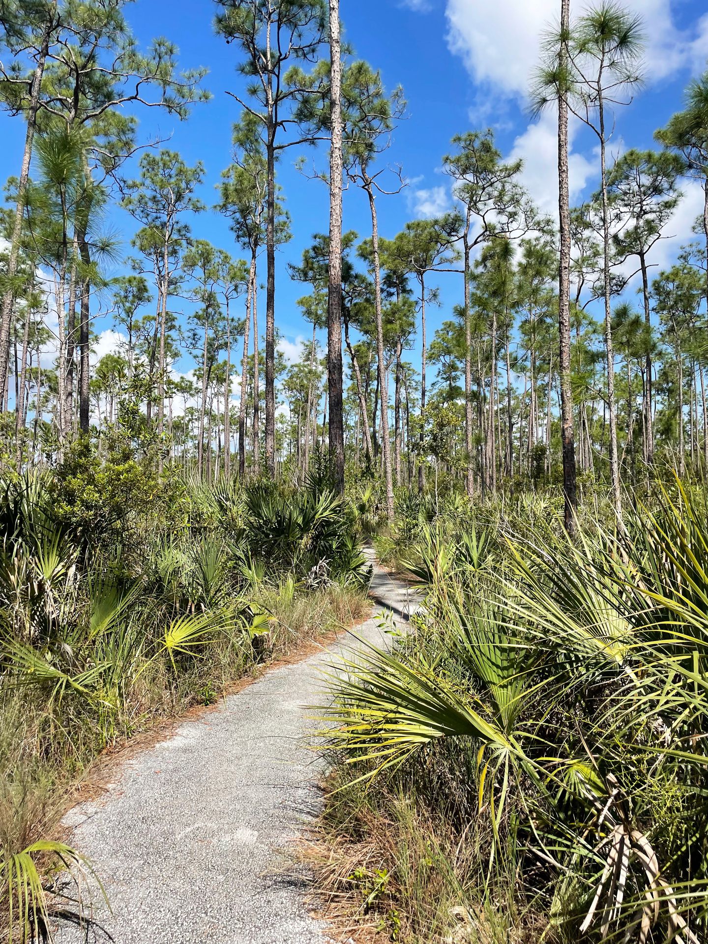 A flat trail weaving through palms and tall, skinny palm trees.