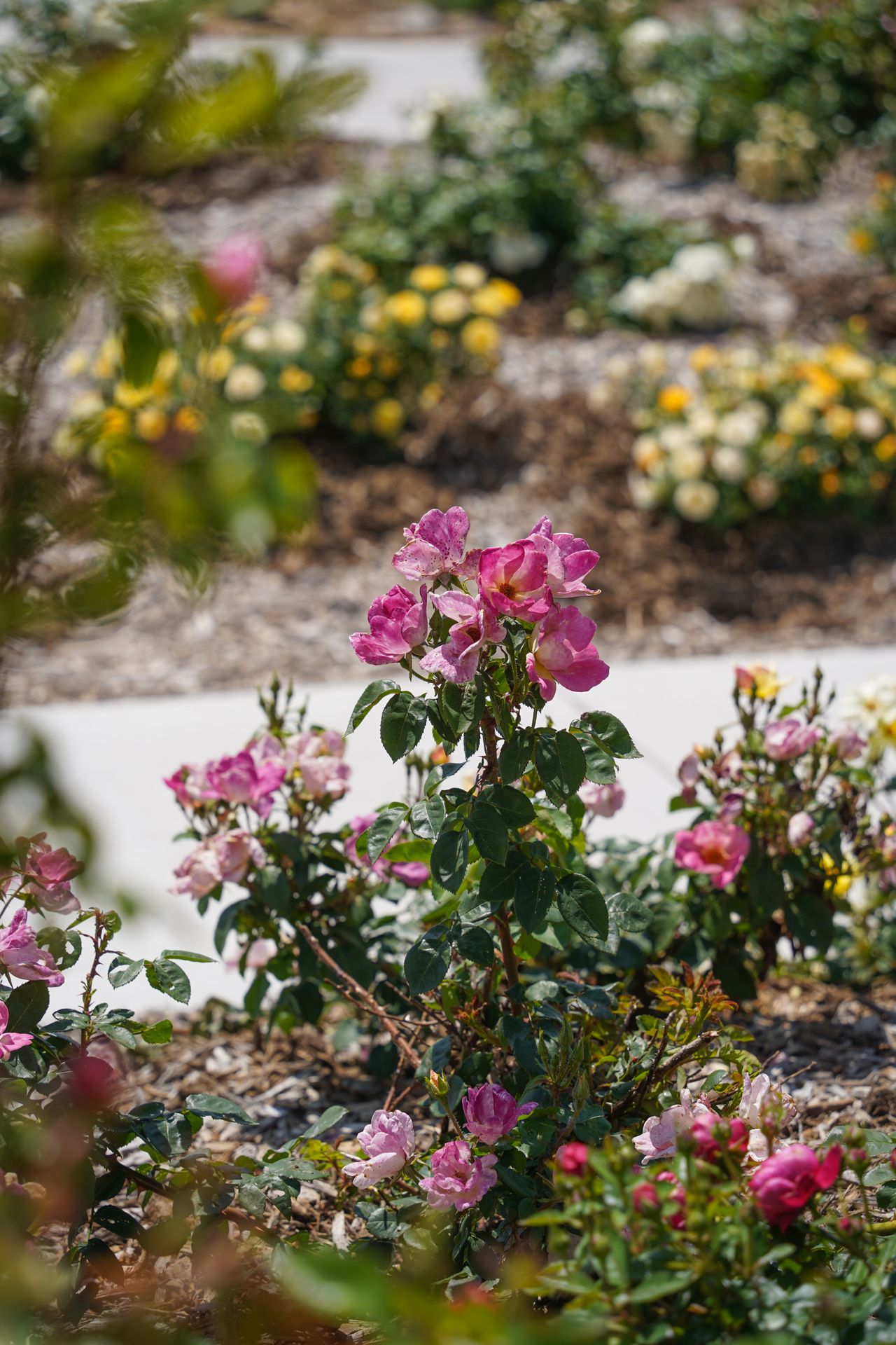A close up look at pink flowers at Yanney Heritage Park