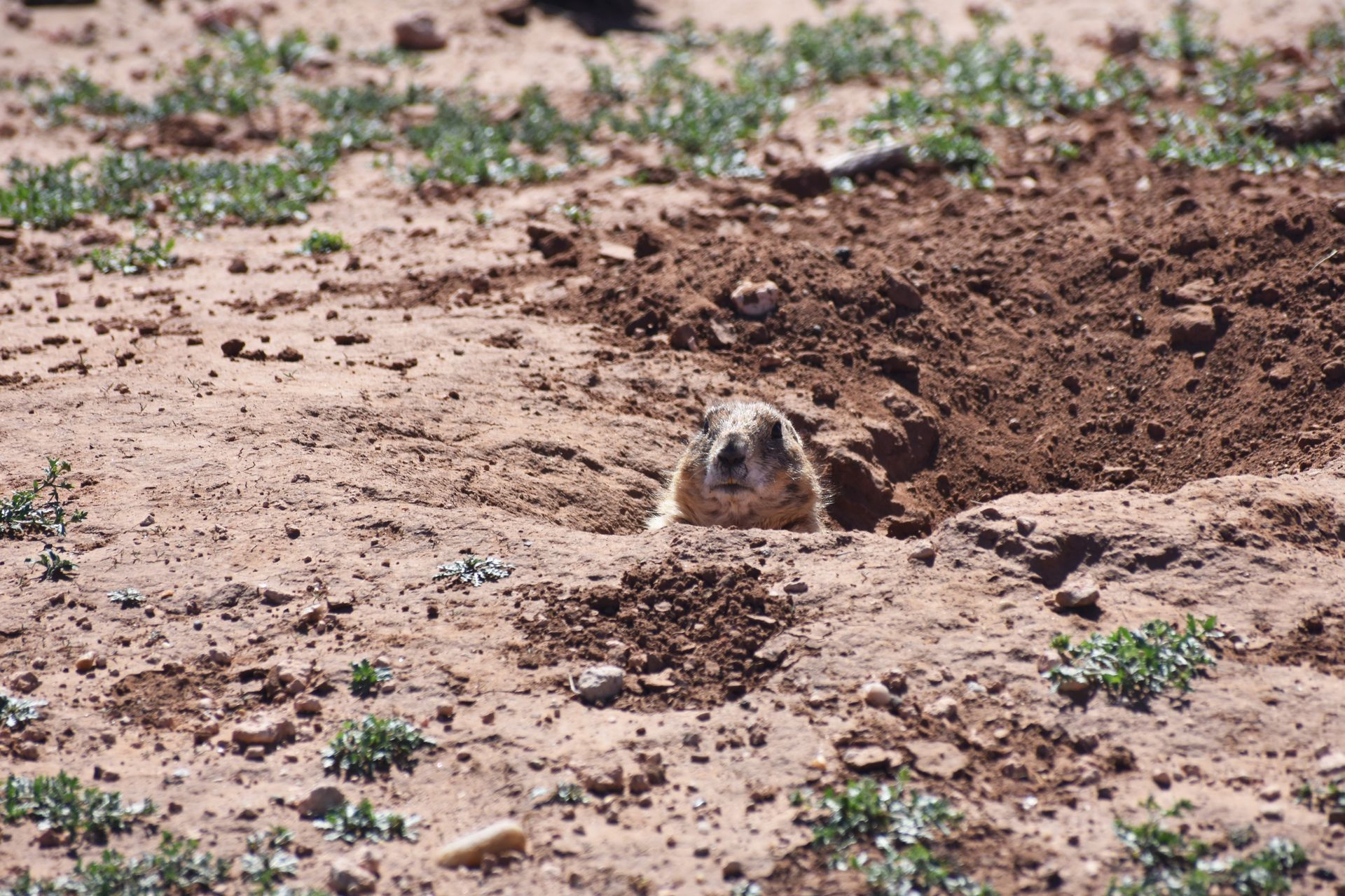 A prairie dog sticking its head up out of a hole. It is not uncommon to see Prairie Dogs in Caprock Canyon.