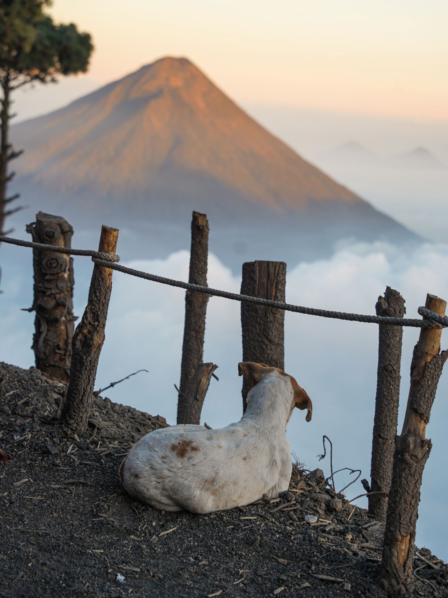 A dog at the Acatenango camp admiring the views of volcanoes in the distance