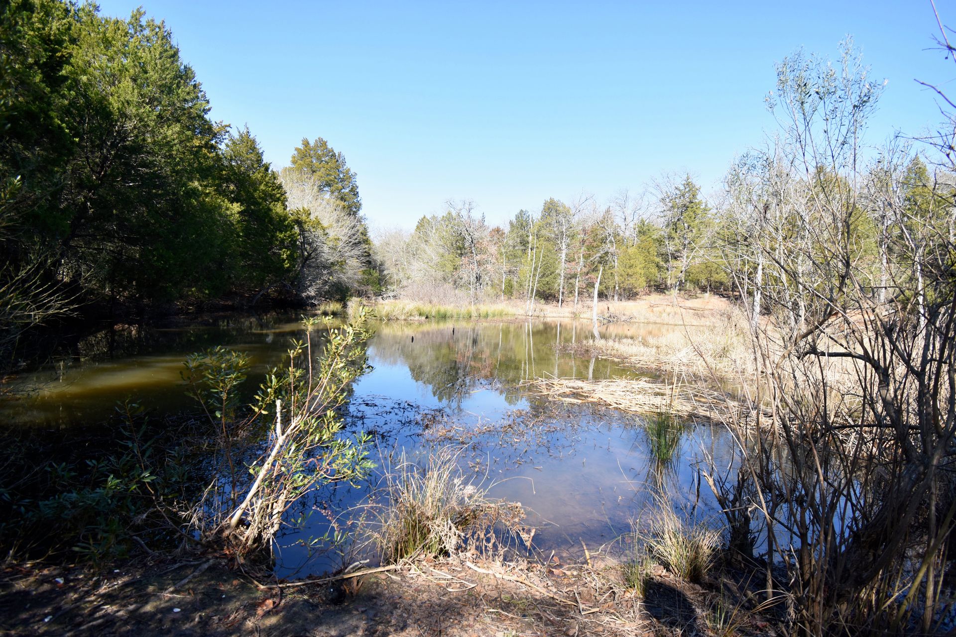 A pond surrounded by trees in Purtis Creek State Park.