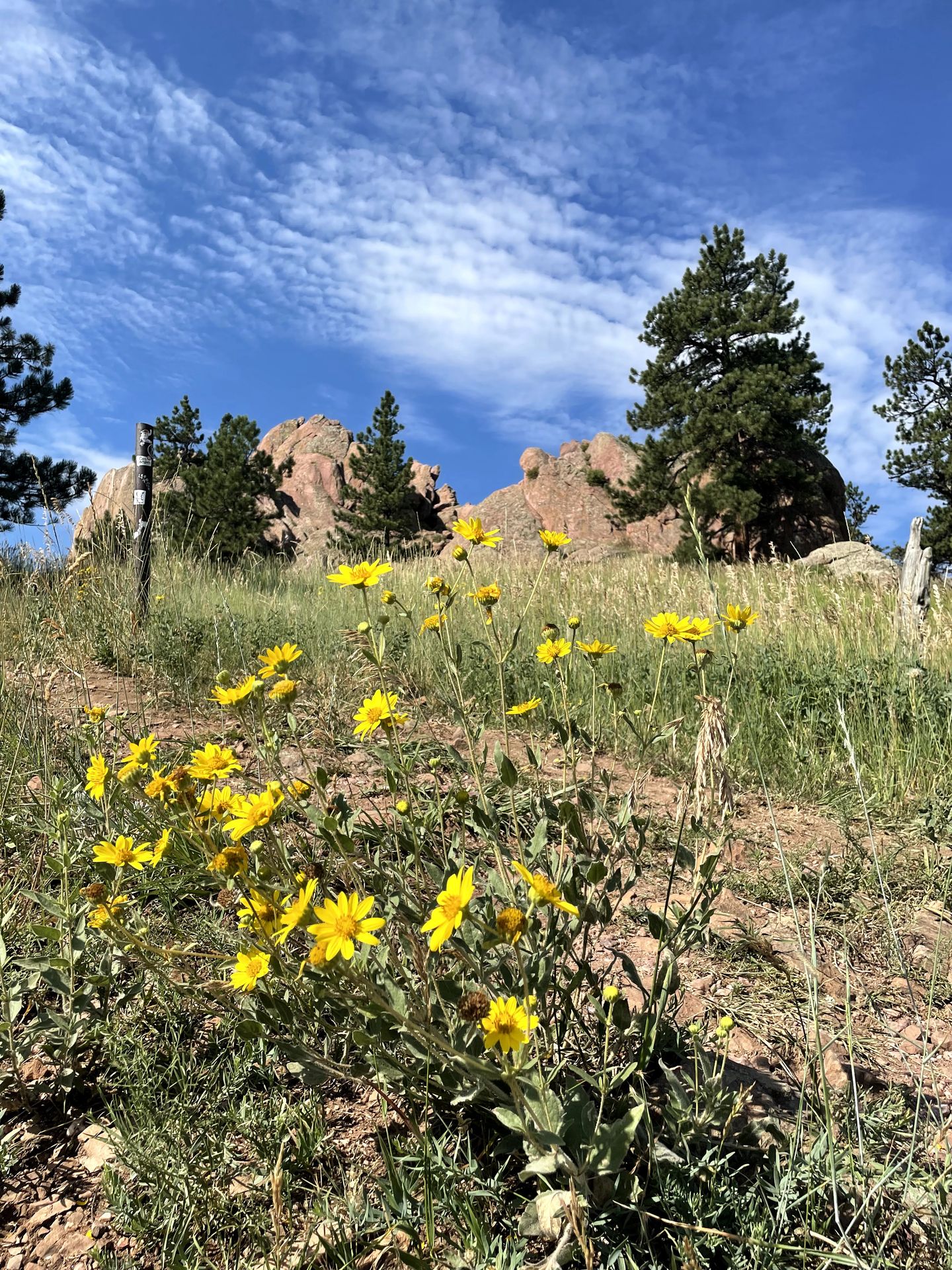 Yellow flowers with red rocks in the background.