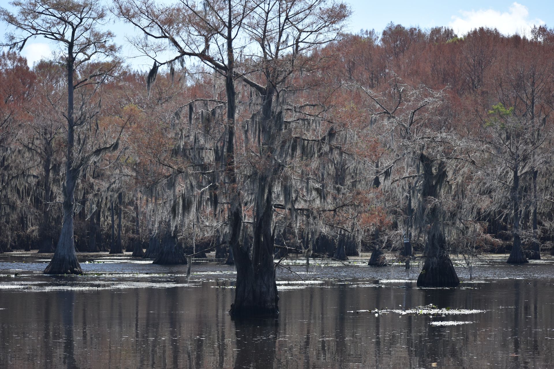 A closer view of cypress trees, some with red leaves, hanging with spanish moss.