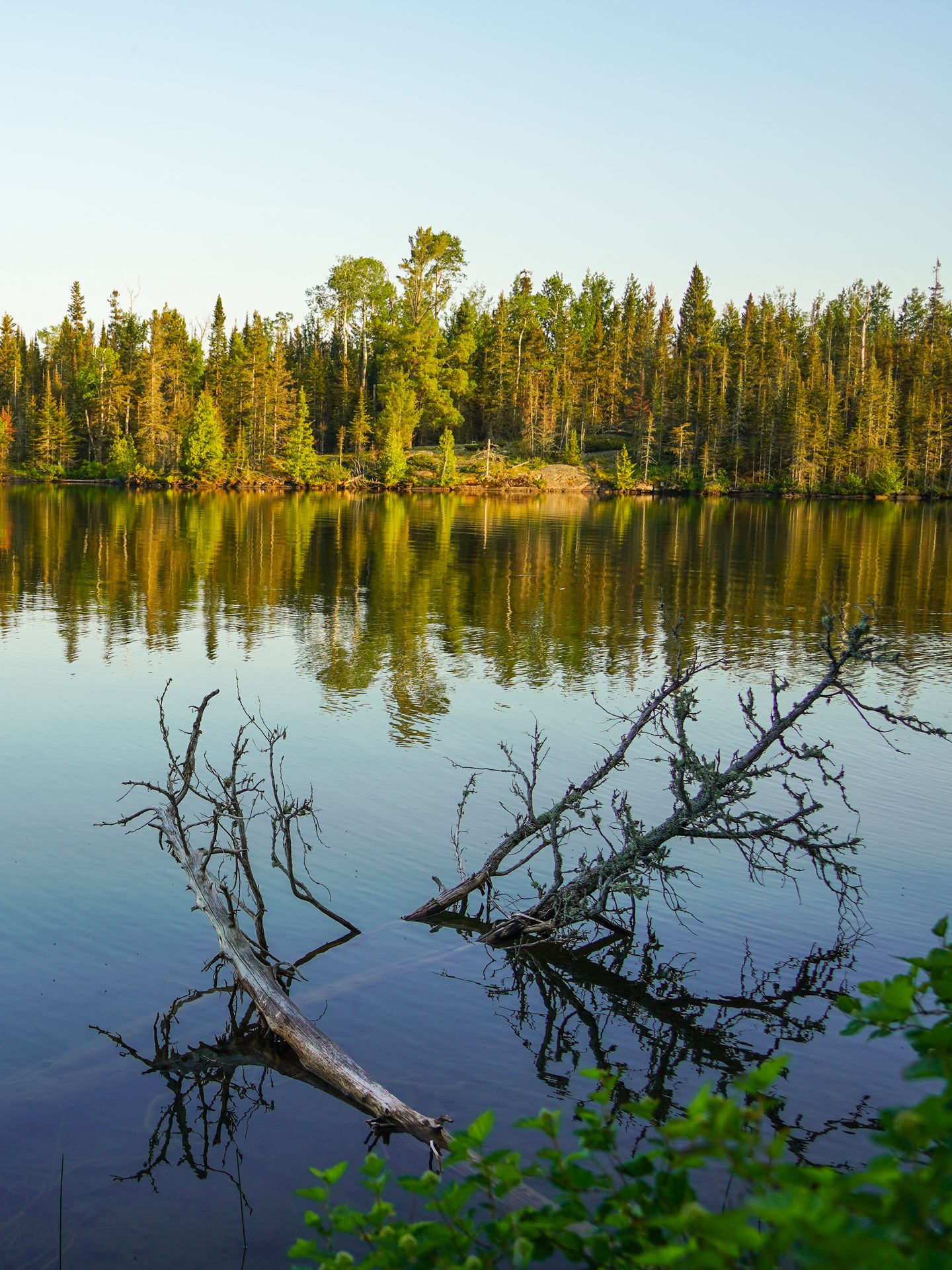 Tall green trees reflecting into the water on Lake Superior