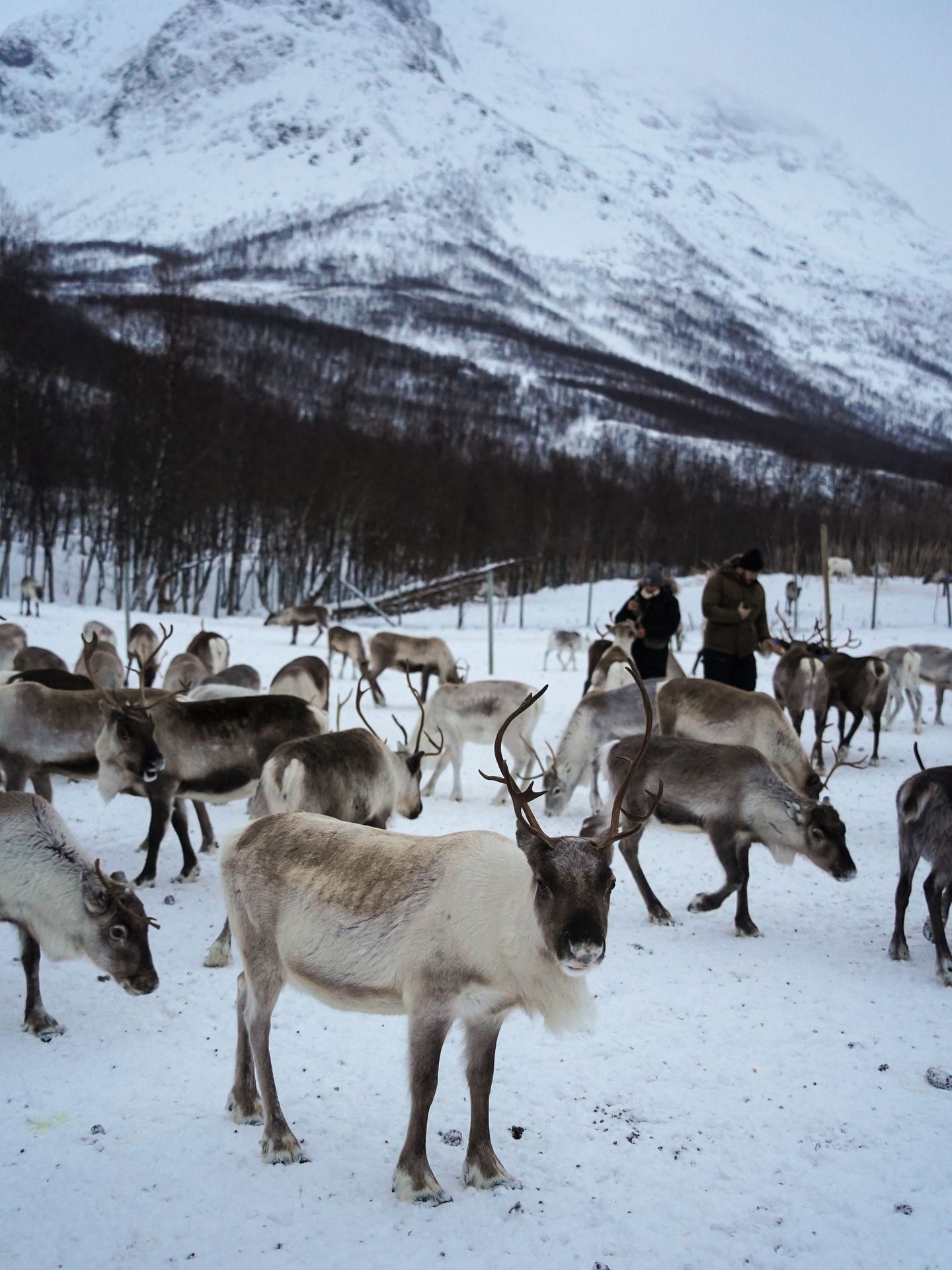 A herd of reindeer with a snow-covered mountain in the background