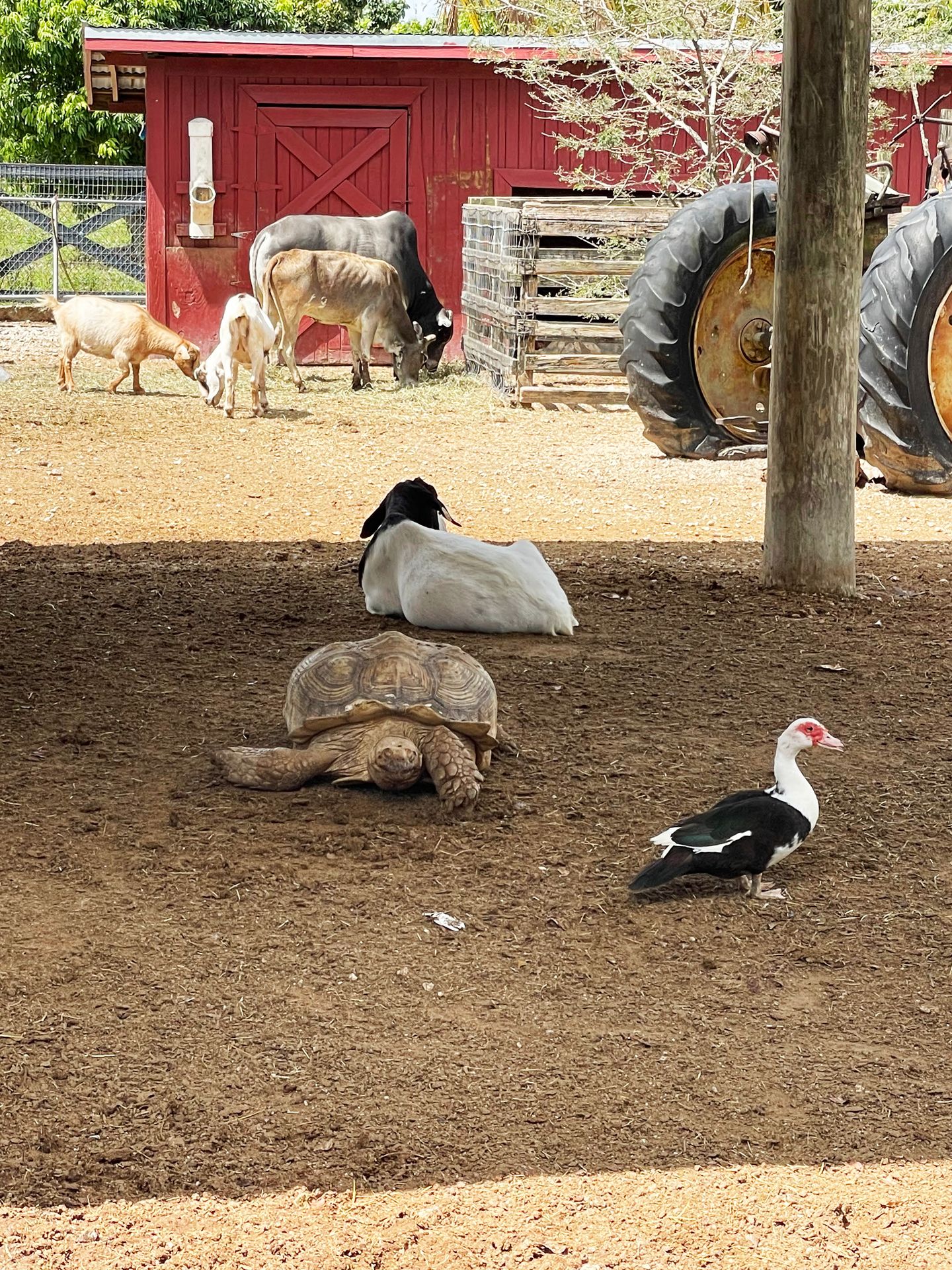 A duck, a tortuoise, goats and cows behind Robert is Here is fruit stand.