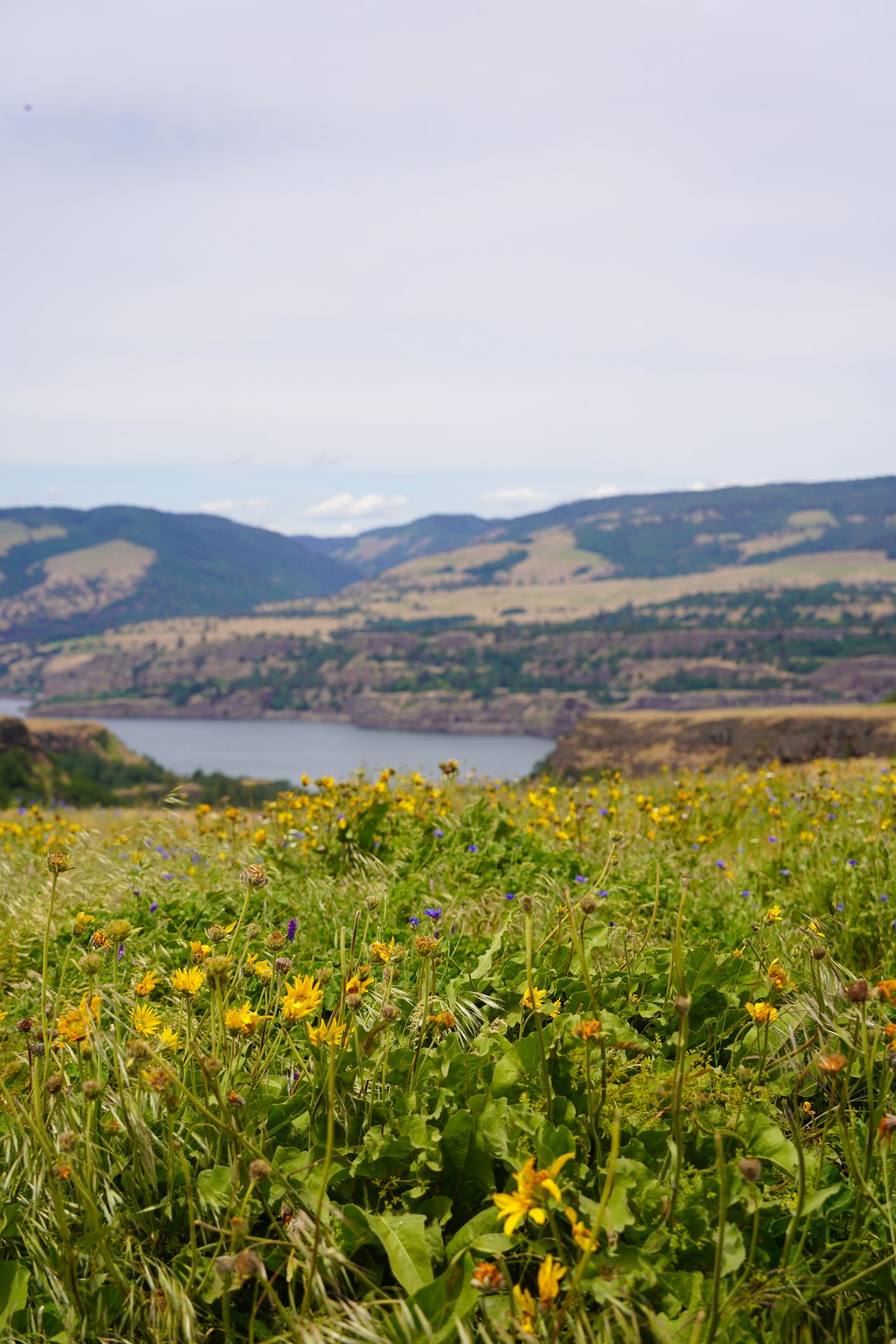 A field of yellow flowers and the Columbia River in the distance