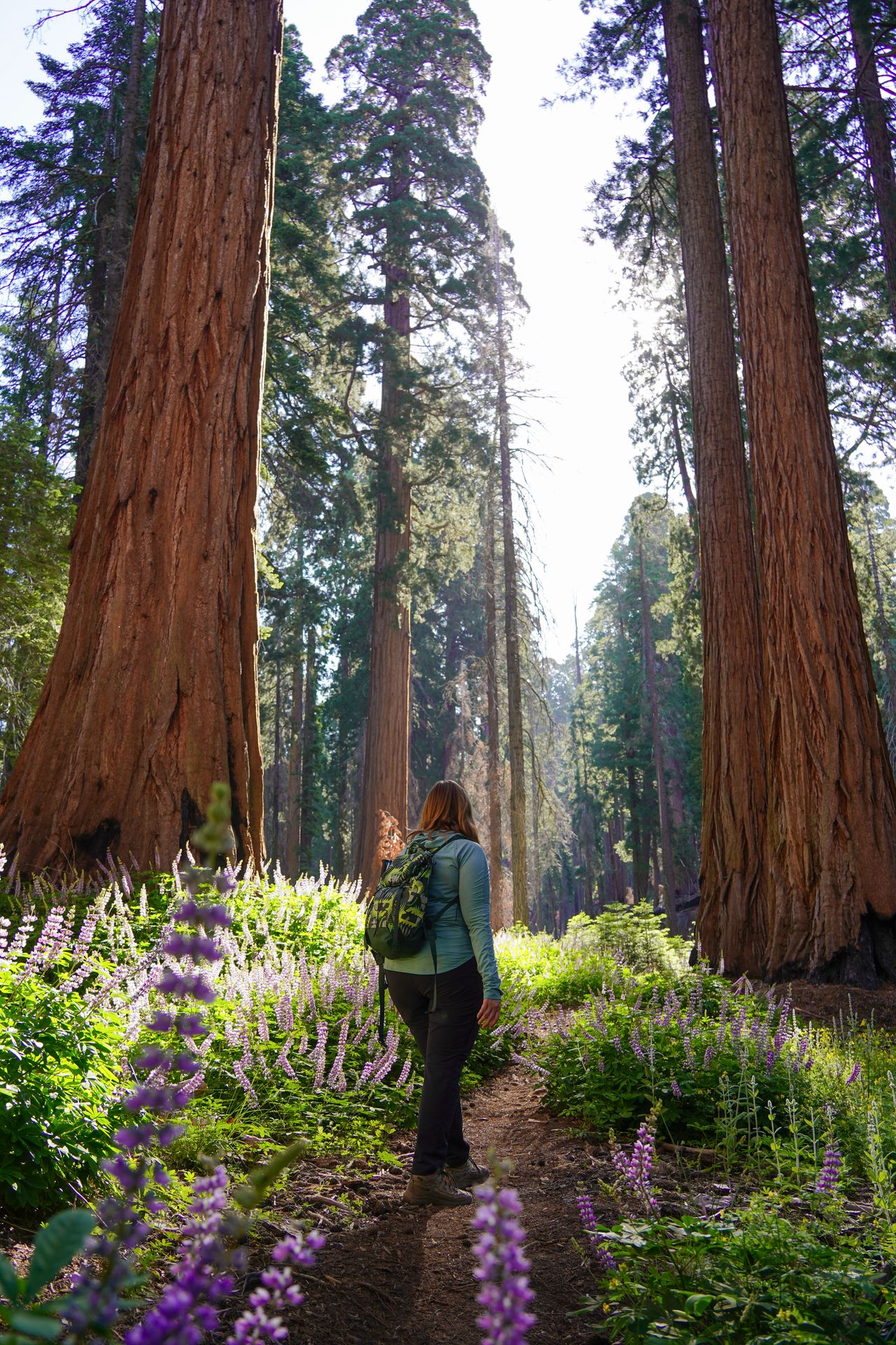 Lydia hiking between giant sequoia trees, with purple wildflowers surrounding the path