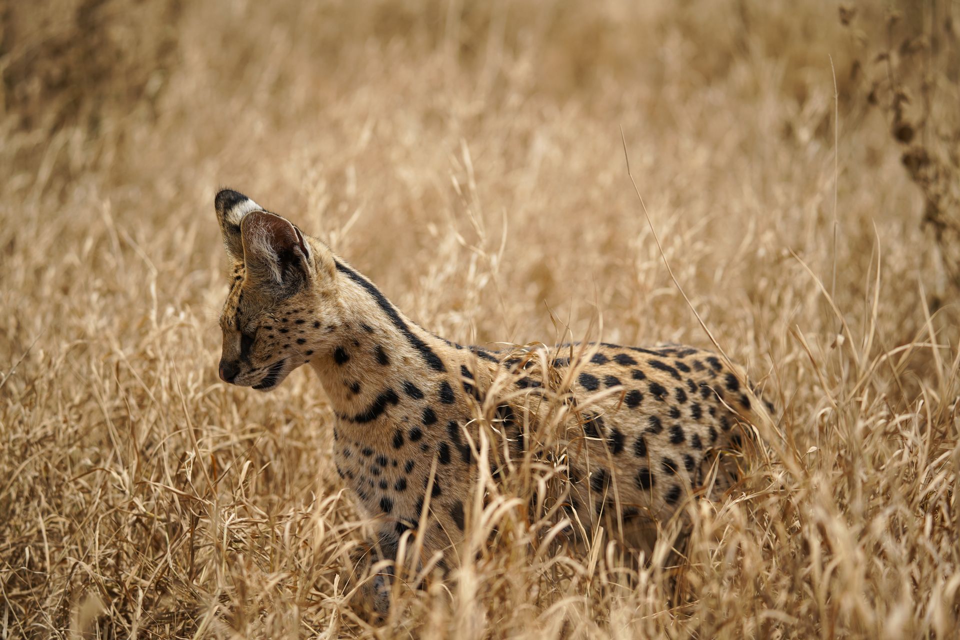 A serval cat walking among tall grasses in the Serengeti