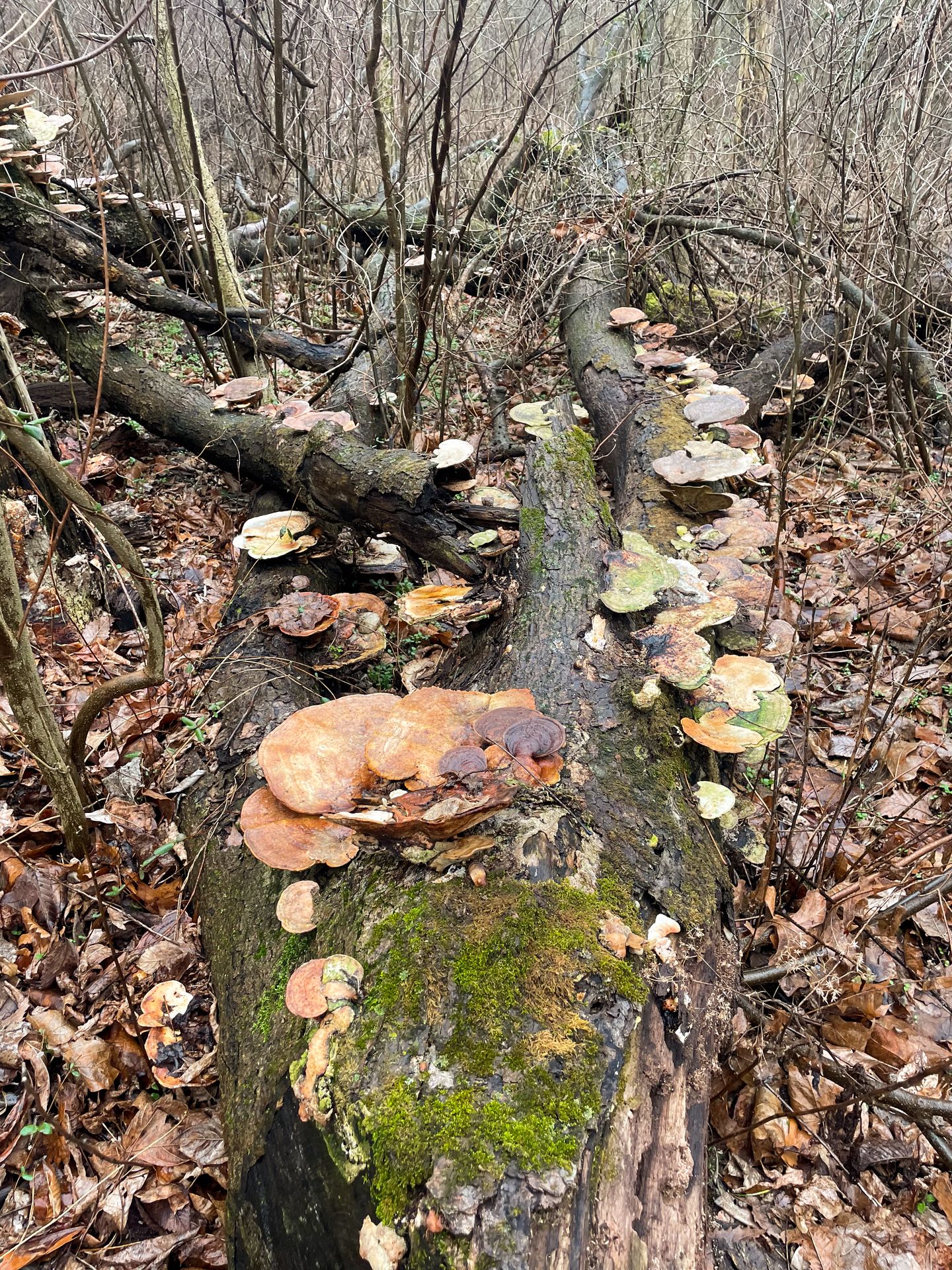 Mushrooms covering a log at Shawnee Lookout