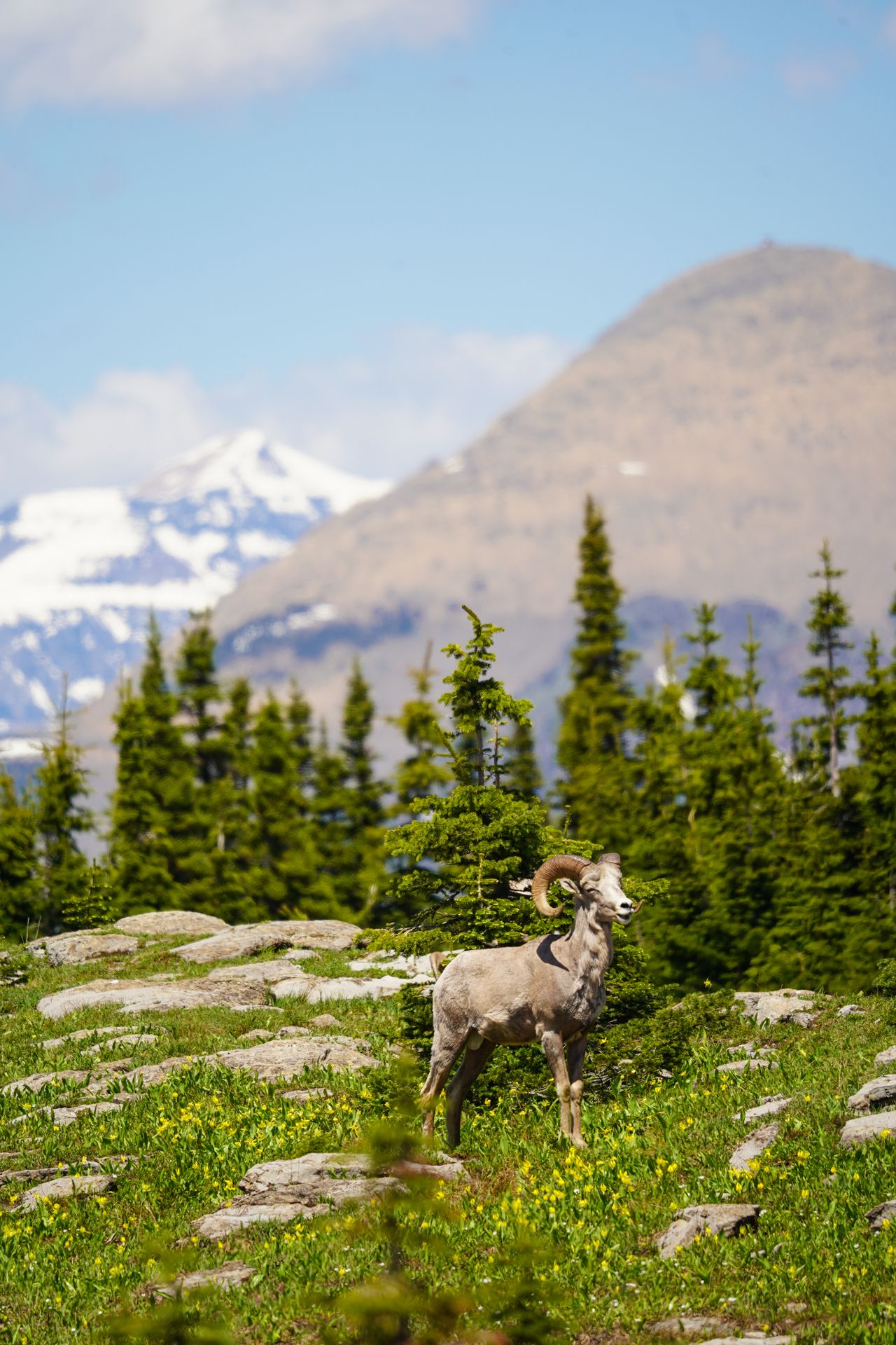 A big-horn sheep standing among grass and small flowers in at Logan Pass