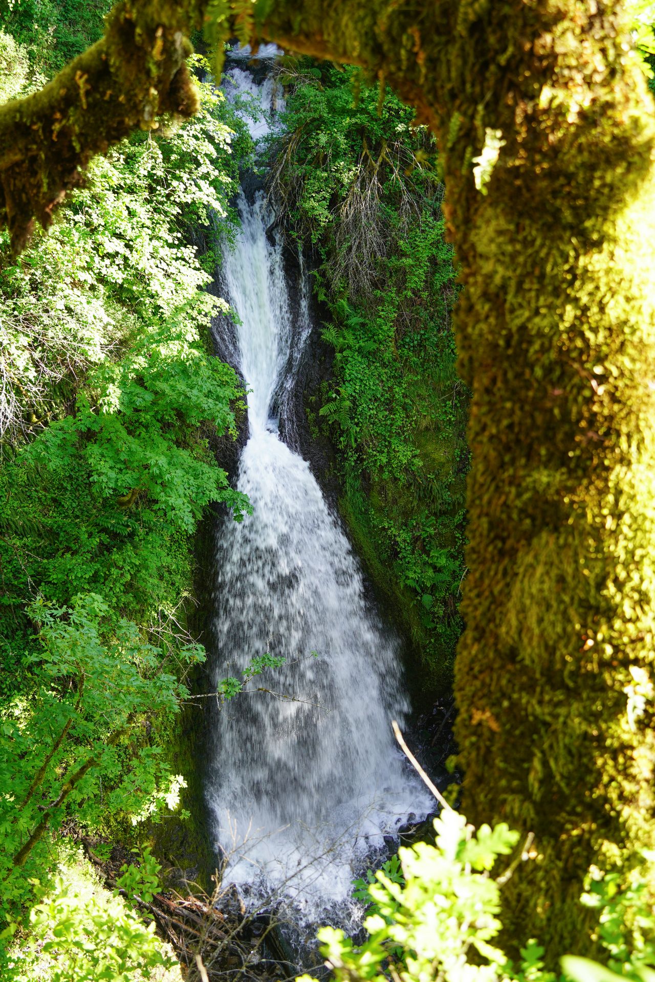 A view of Shepperd's Dell Falls with a mossy tree in the foreground.