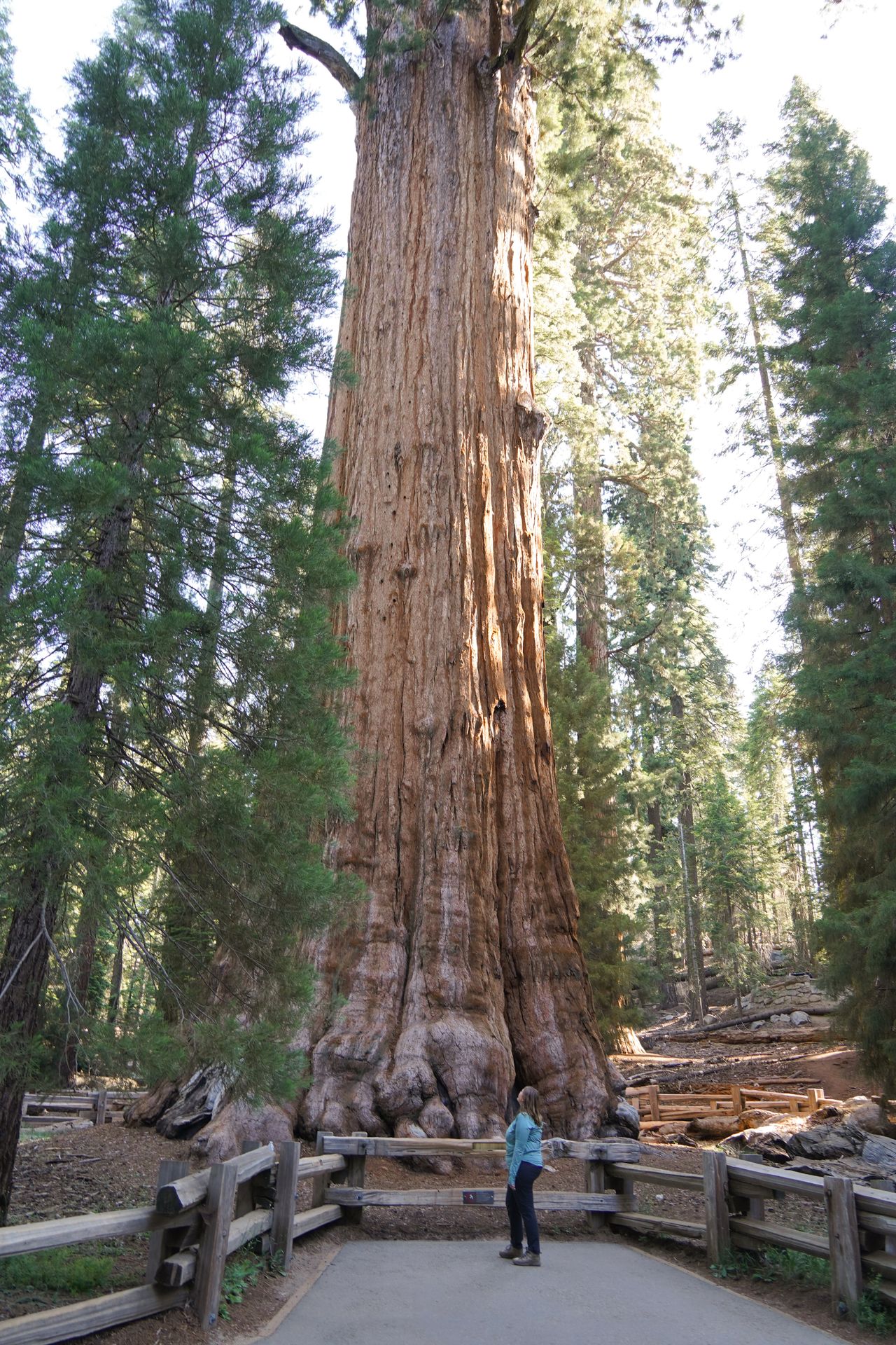 Lydia standing in front of the General Sherman Tree
