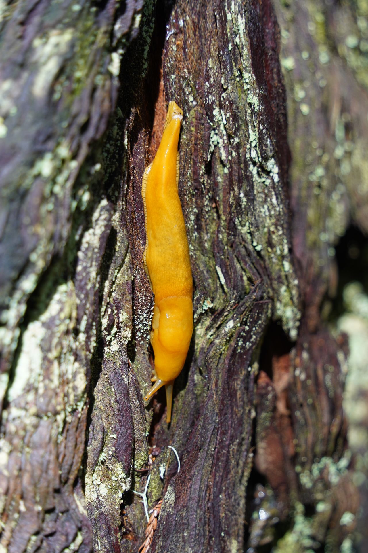 A yellow banana slug on tree bark