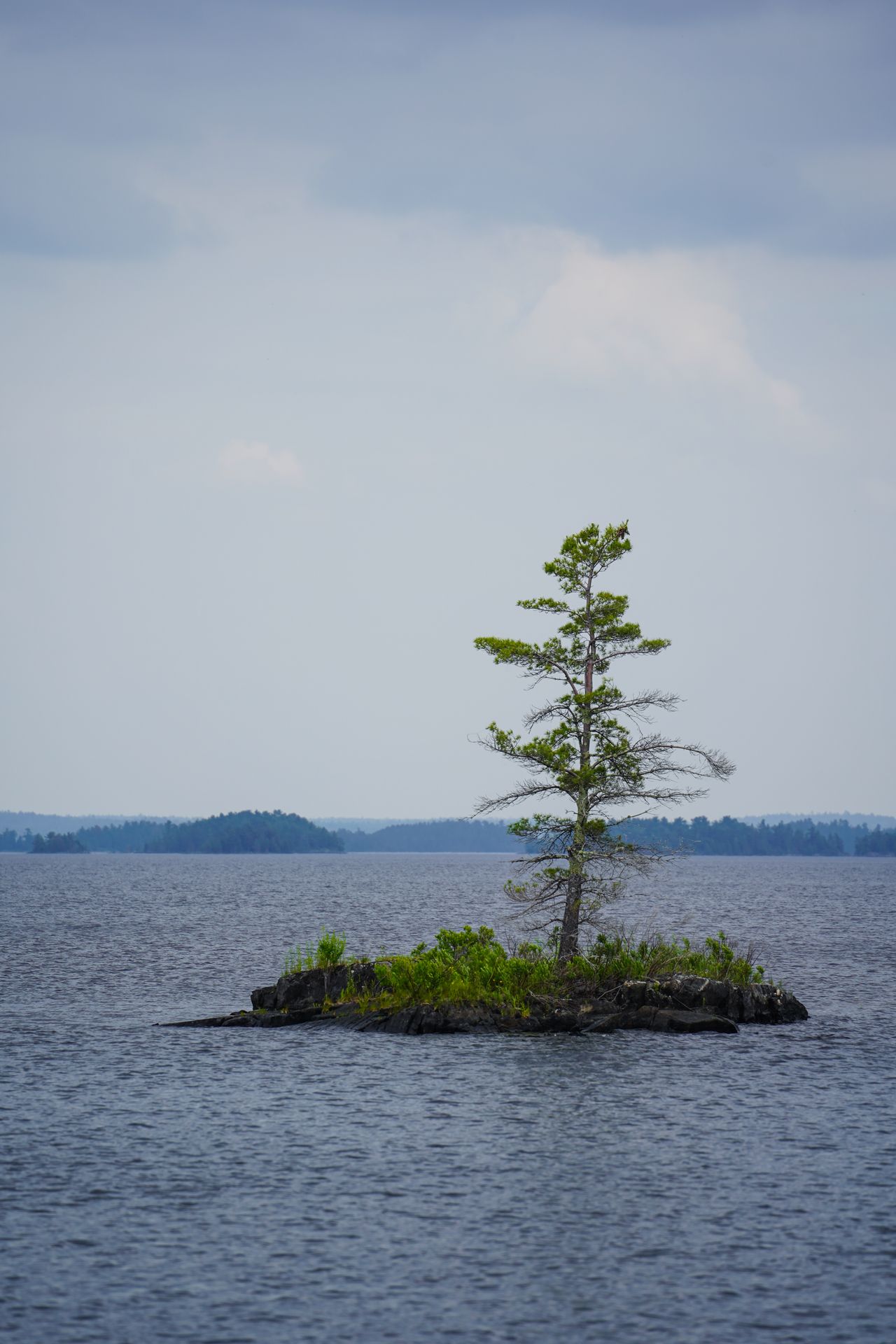 A tiny island with one tree in Voyageurs National Park